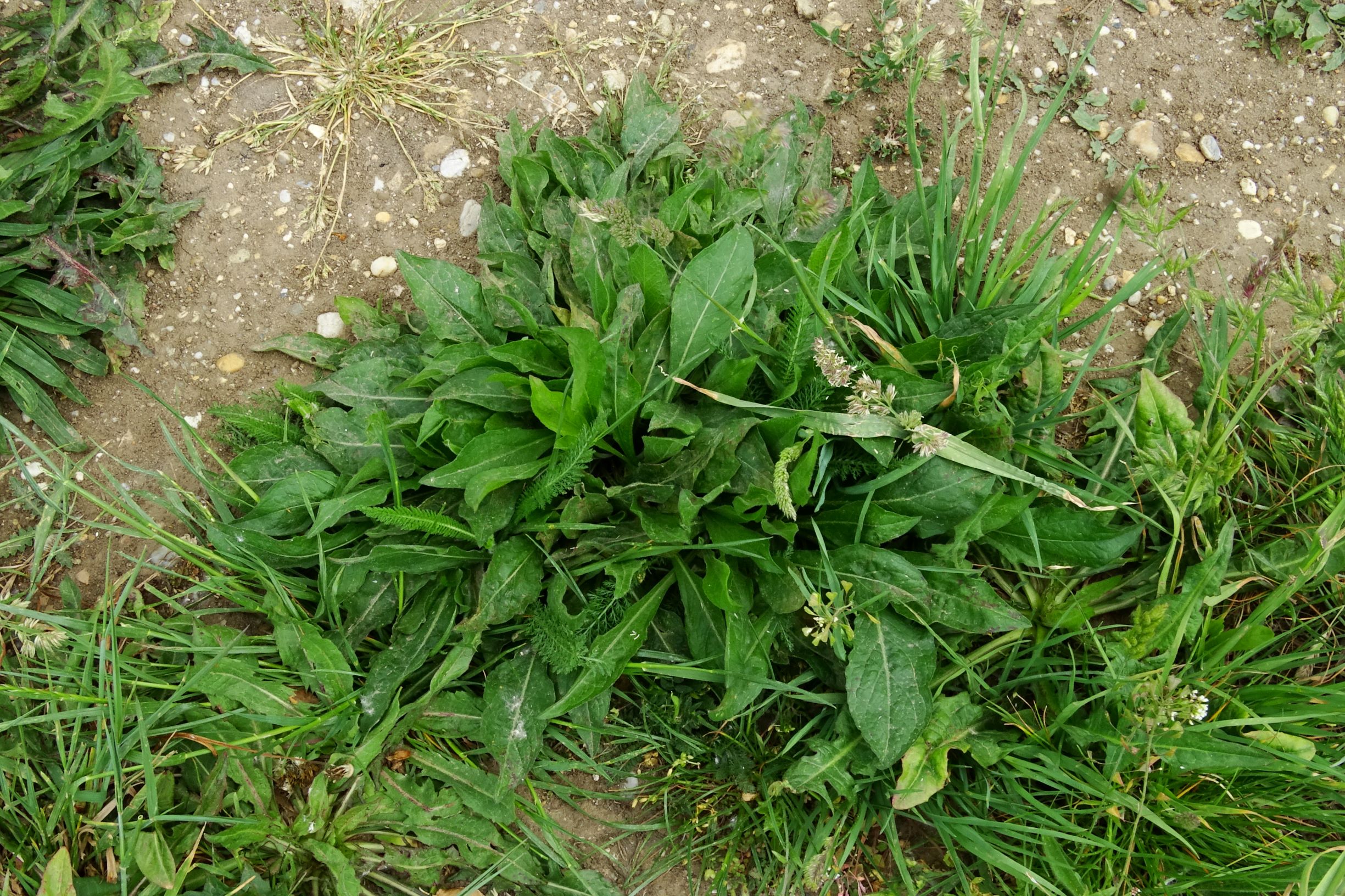 DSC04773 prell-SO Centaurea jacea.JPG