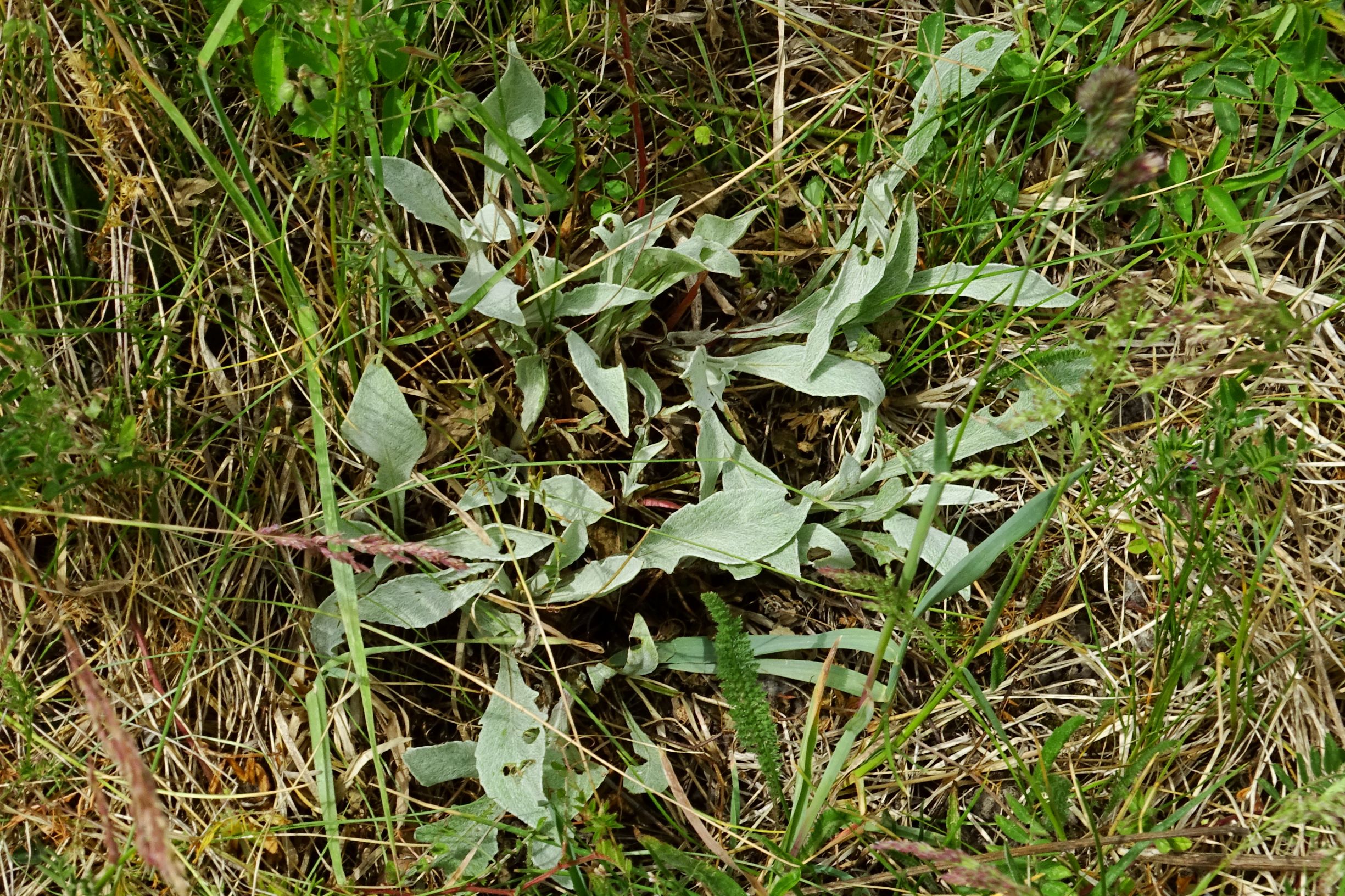 DSC04775 prell-SO Centaurea jacea.JPG