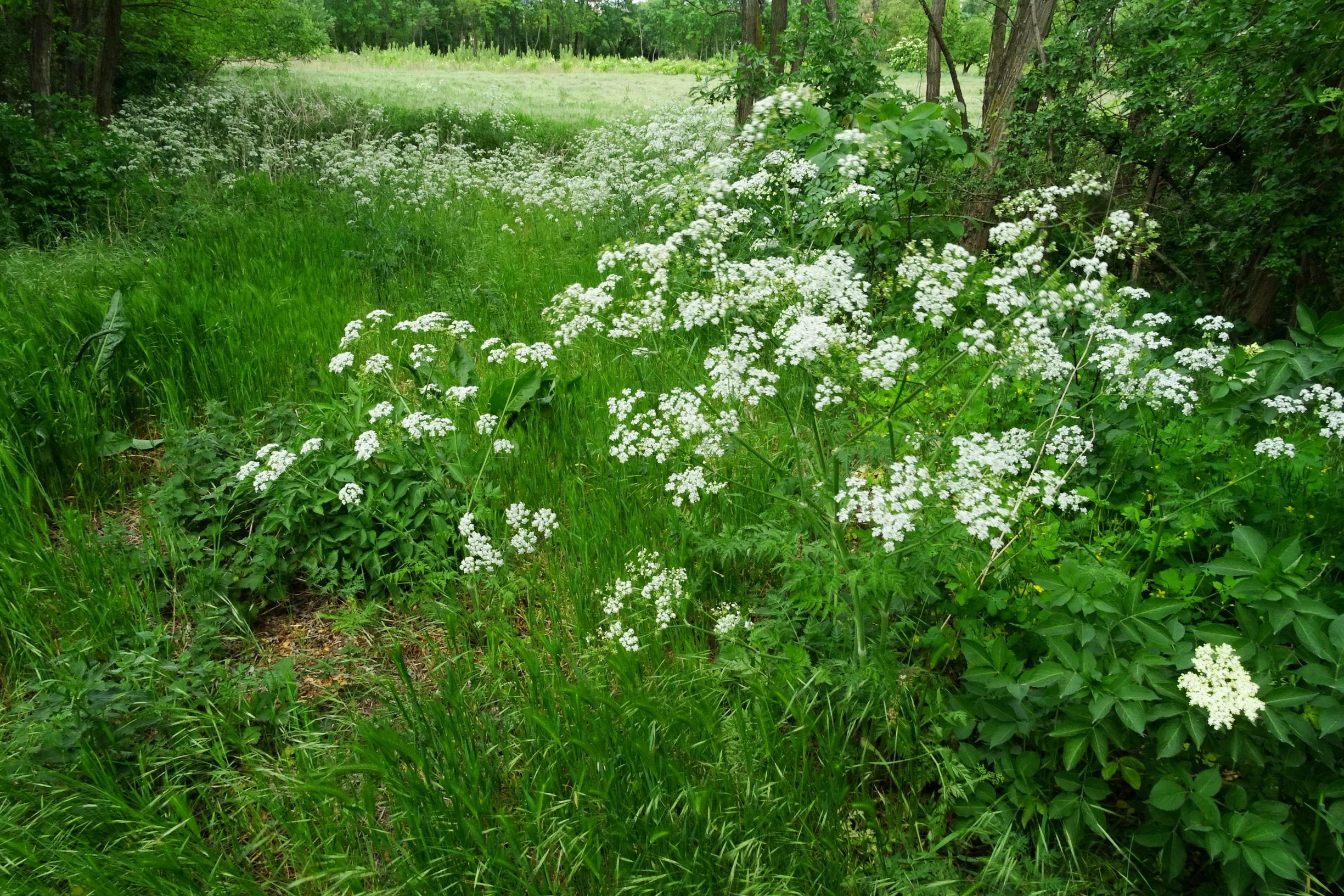 DSC04808 prell-SO anthriscus sylvestris.JPG