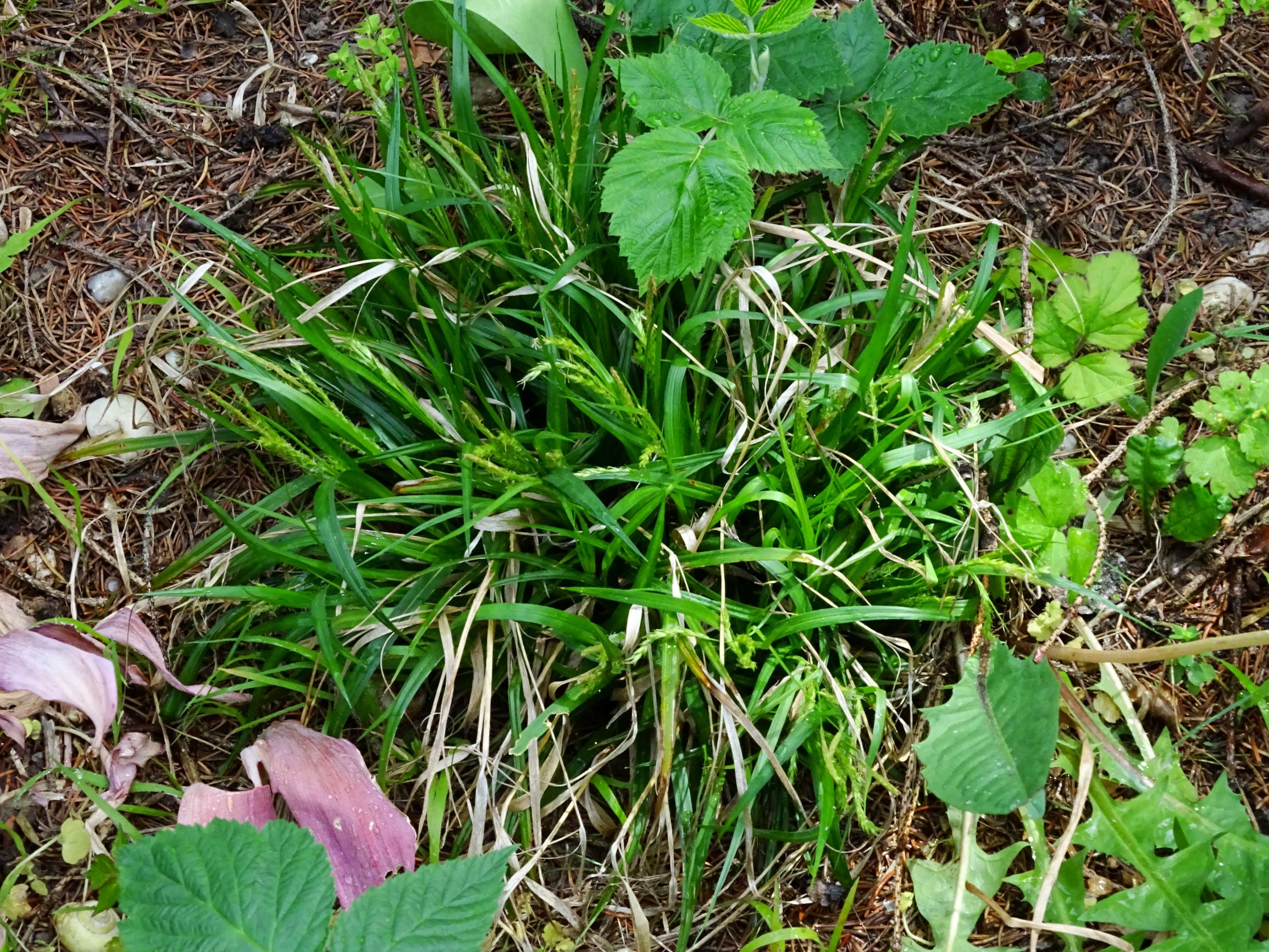 DSC07741 prell-mitte carex sylvatica.JPG