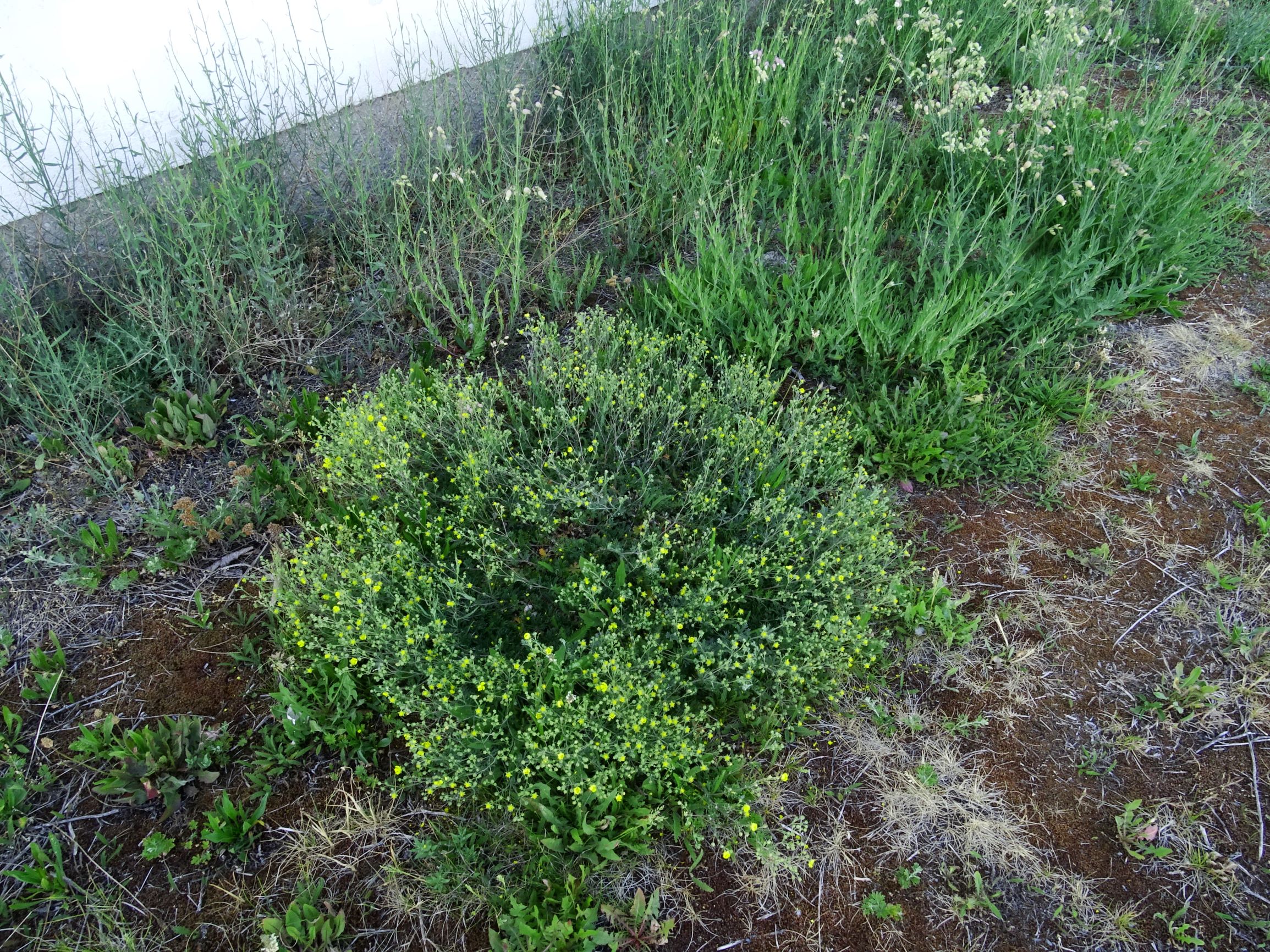 DSC07951 prell-O potentilla argentea, silene vulgaris s.str., chondrilla juncea.JPG