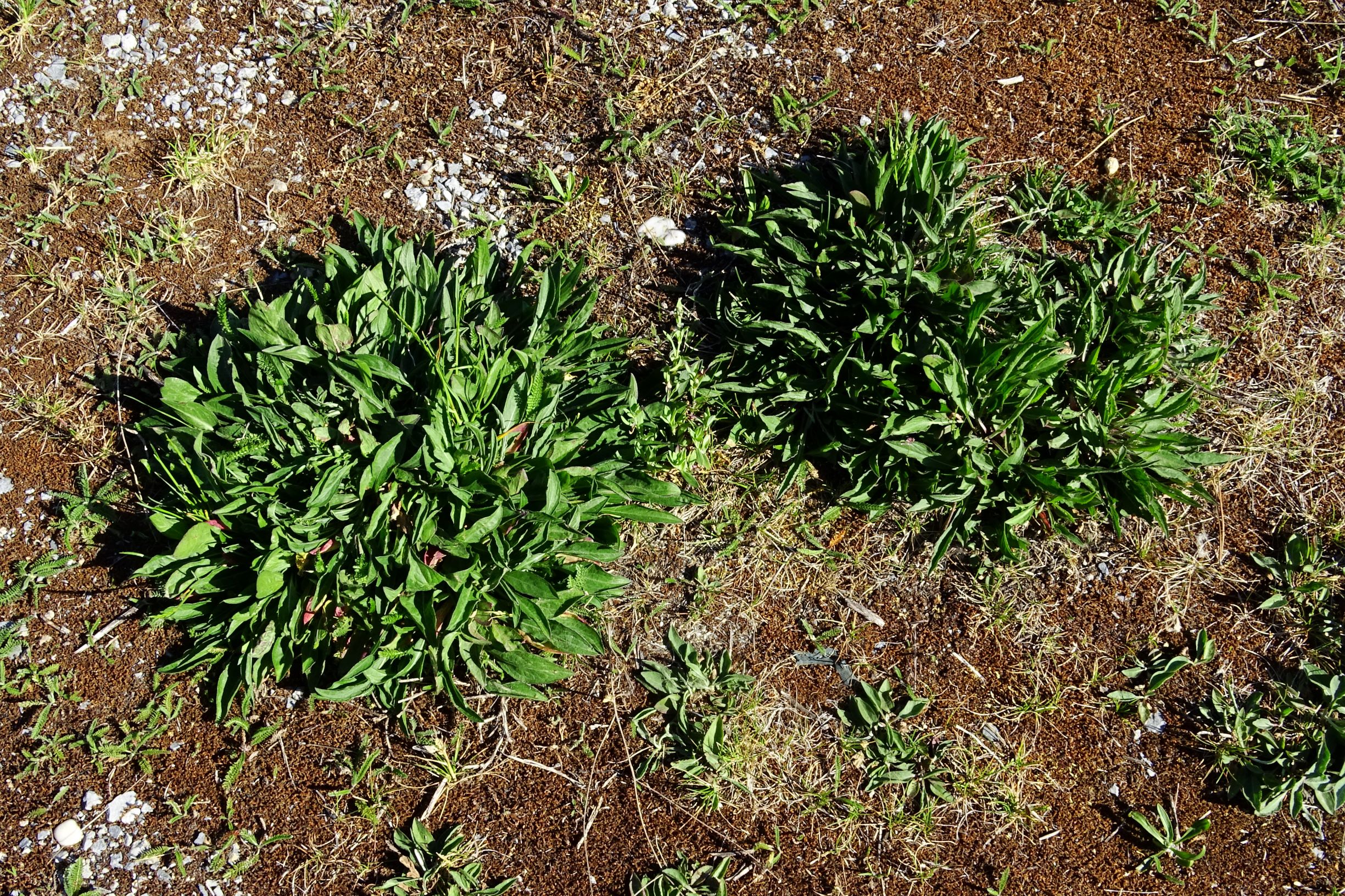 DSC07960 prell-O centaurea jacea.JPG