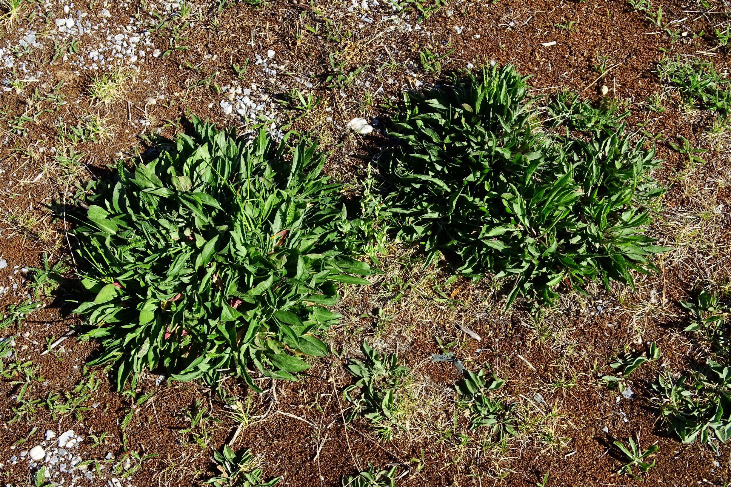 DSC07960 prell-O centaurea jacea.JPG