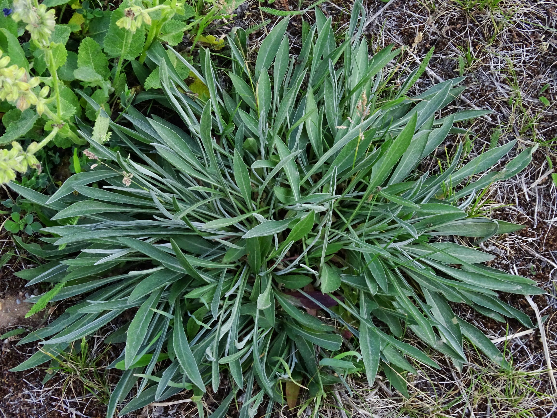 DSC07963 prell-O centaurea jacea, salvia pratensis.JPG