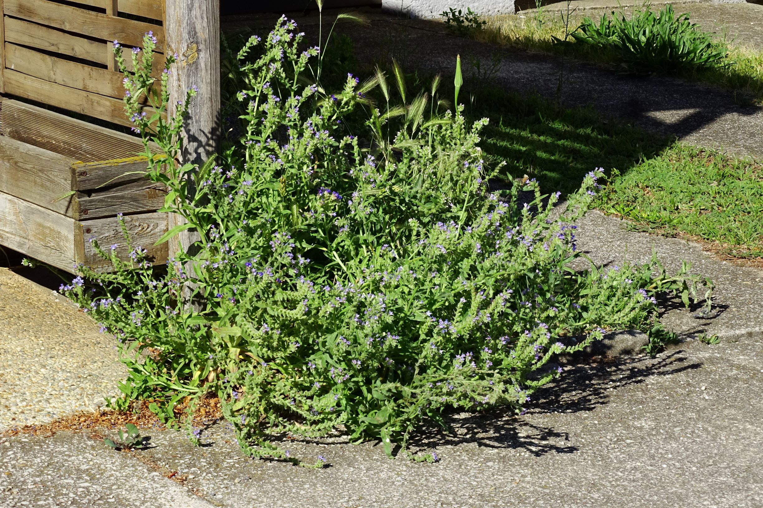 DSC08007 prell-OSO anchusa officinalis hell.JPG