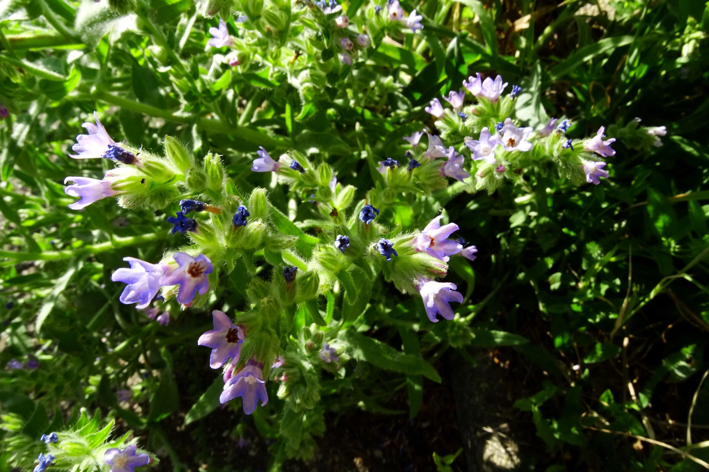 DSC08020 prell-OSO anchusa officinalis hell.JPG