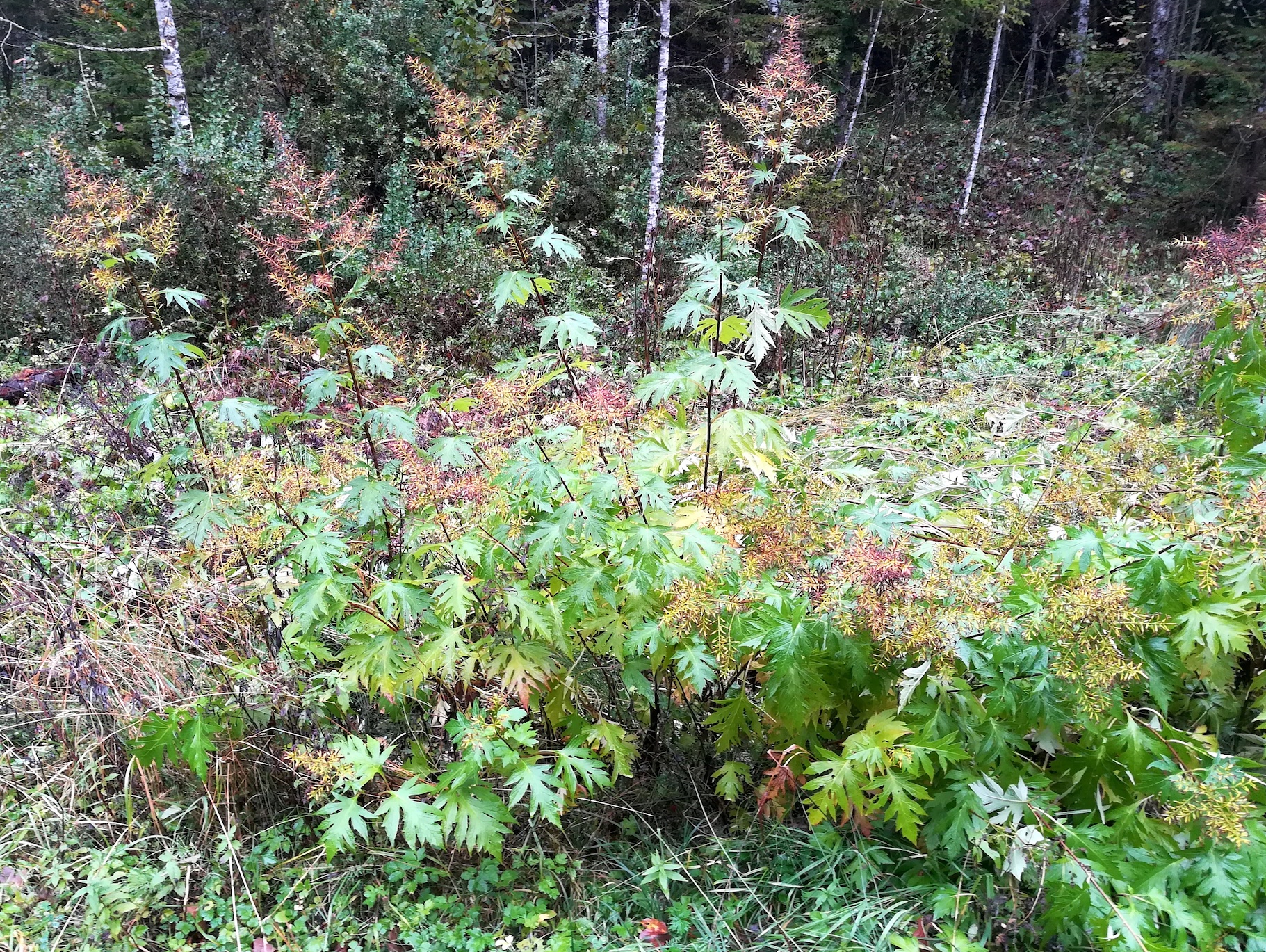 sinacalia tangutica nahe schloss steinbach wildnisgebiet dürrenstein_20201017_110557.jpg