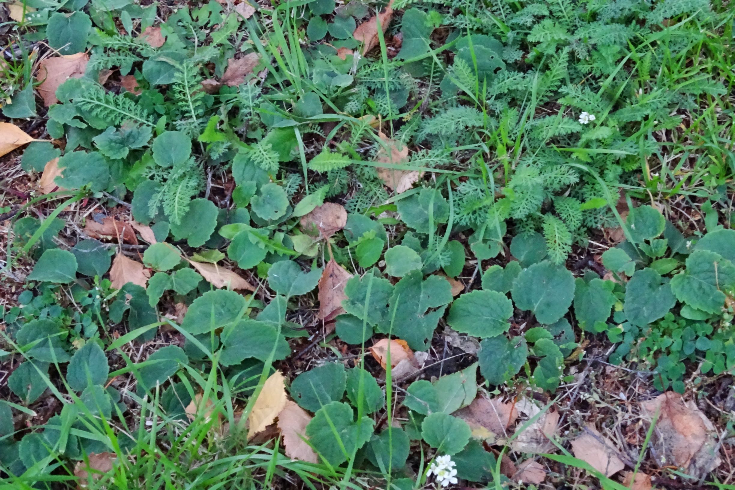 DSC02155 prellenkirchen-O, 2020-10-18, campanula rapunculoides.JPG