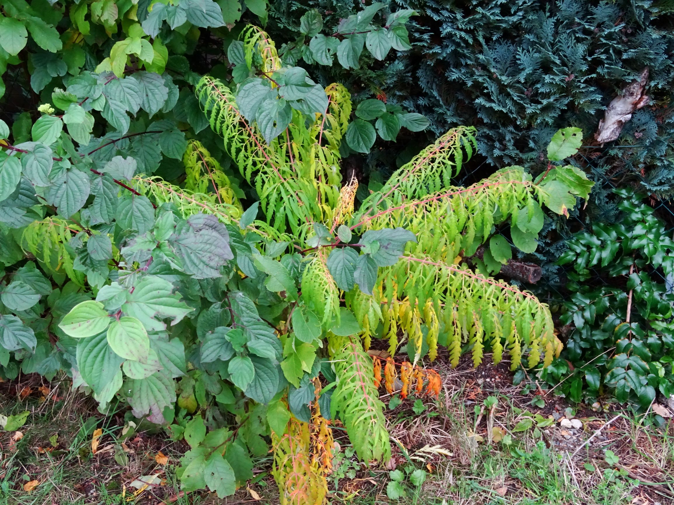 DSC01976 prell-SO rhus typhina Dissecta, cornus sanguinea, mahonia aquifolium.JPG