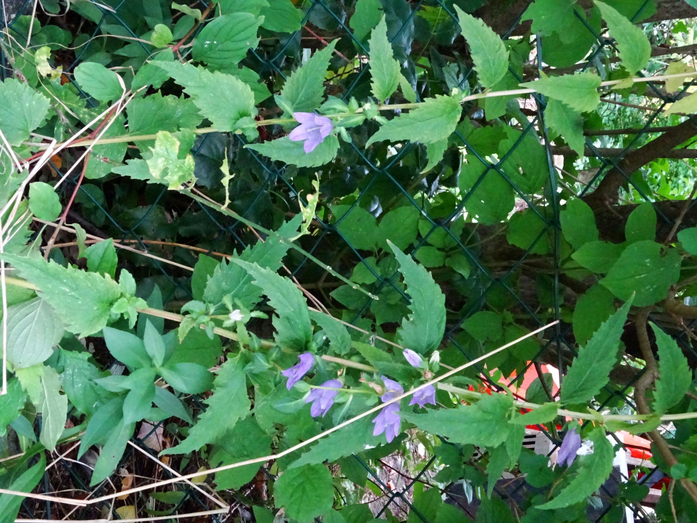 DSC01978 prell-SO campanula trachelium.JPG