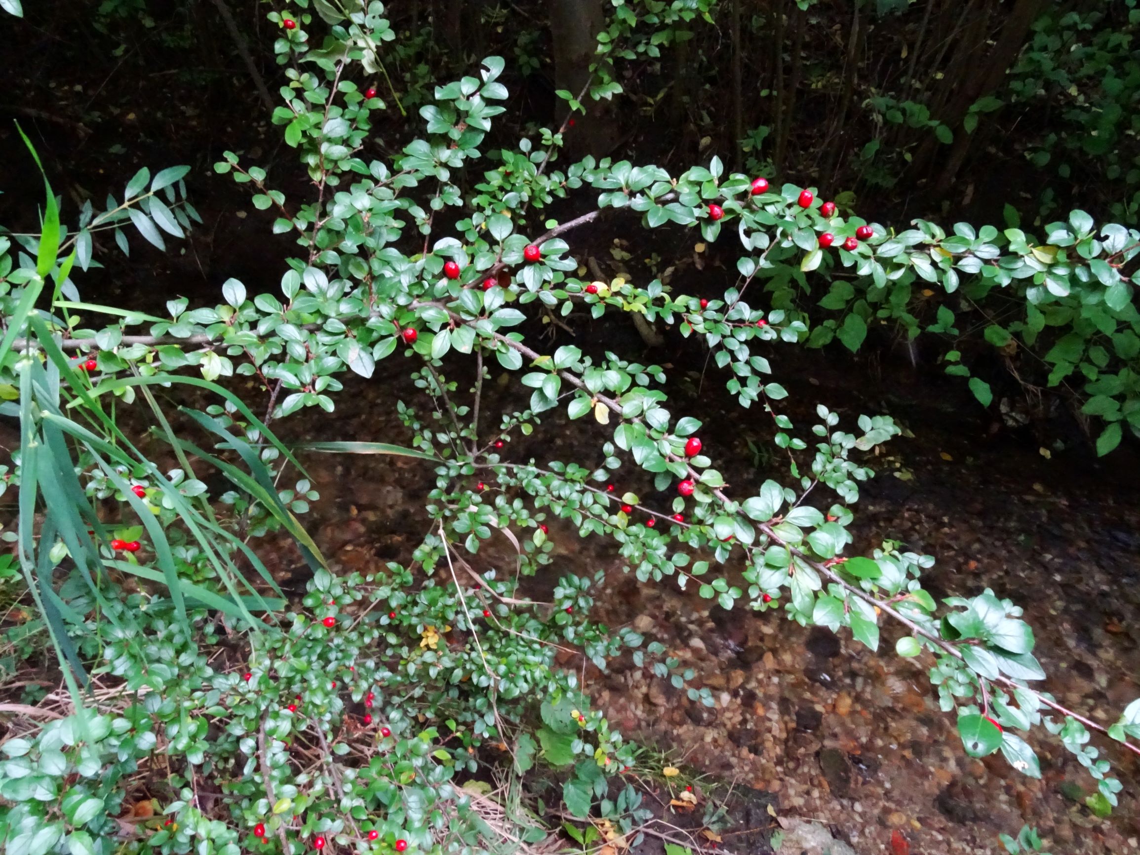 DSC02026 prell-SO cotoneaster divaricatus.JPG