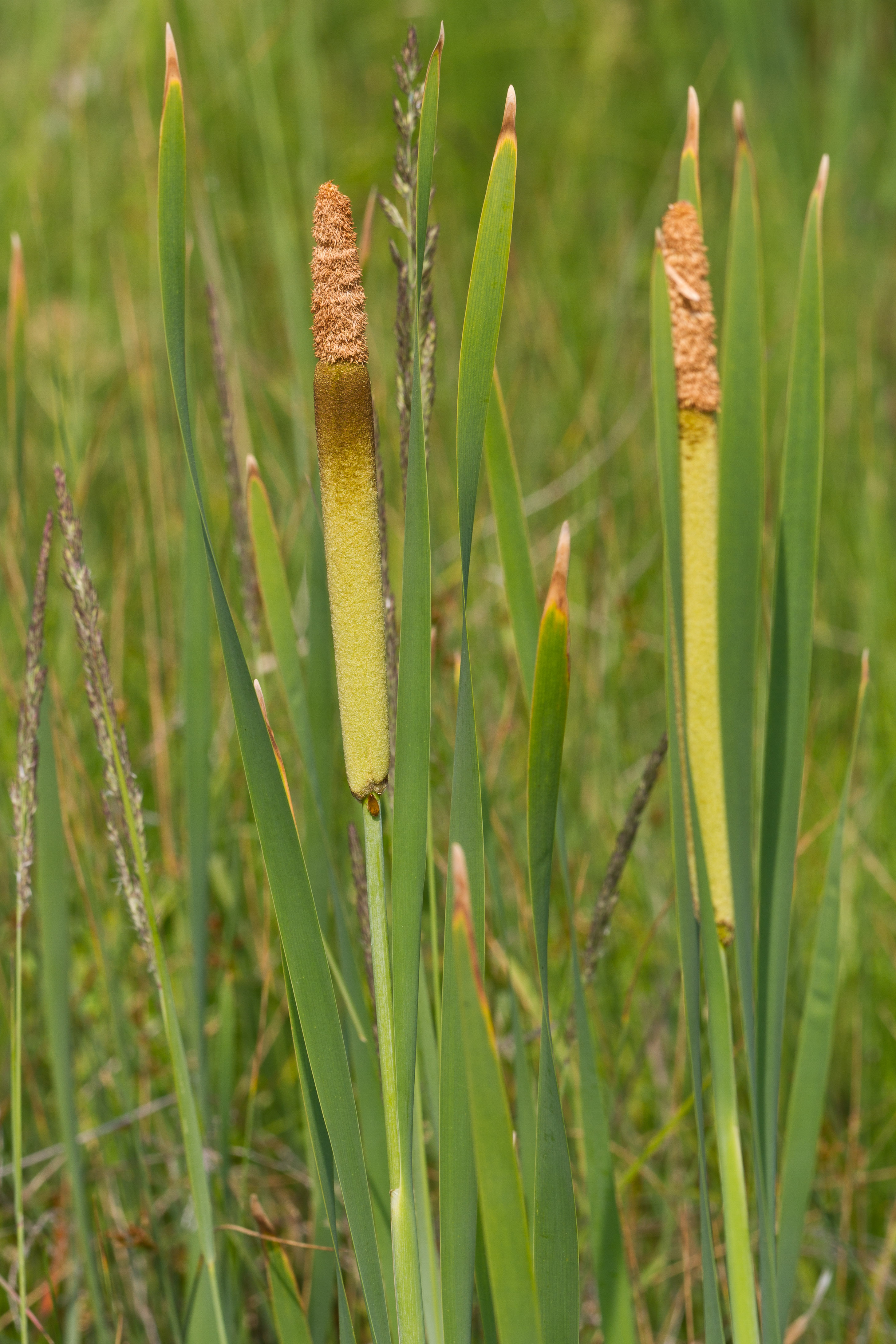 Typhaceae_Typha shuttleworthii.jpg