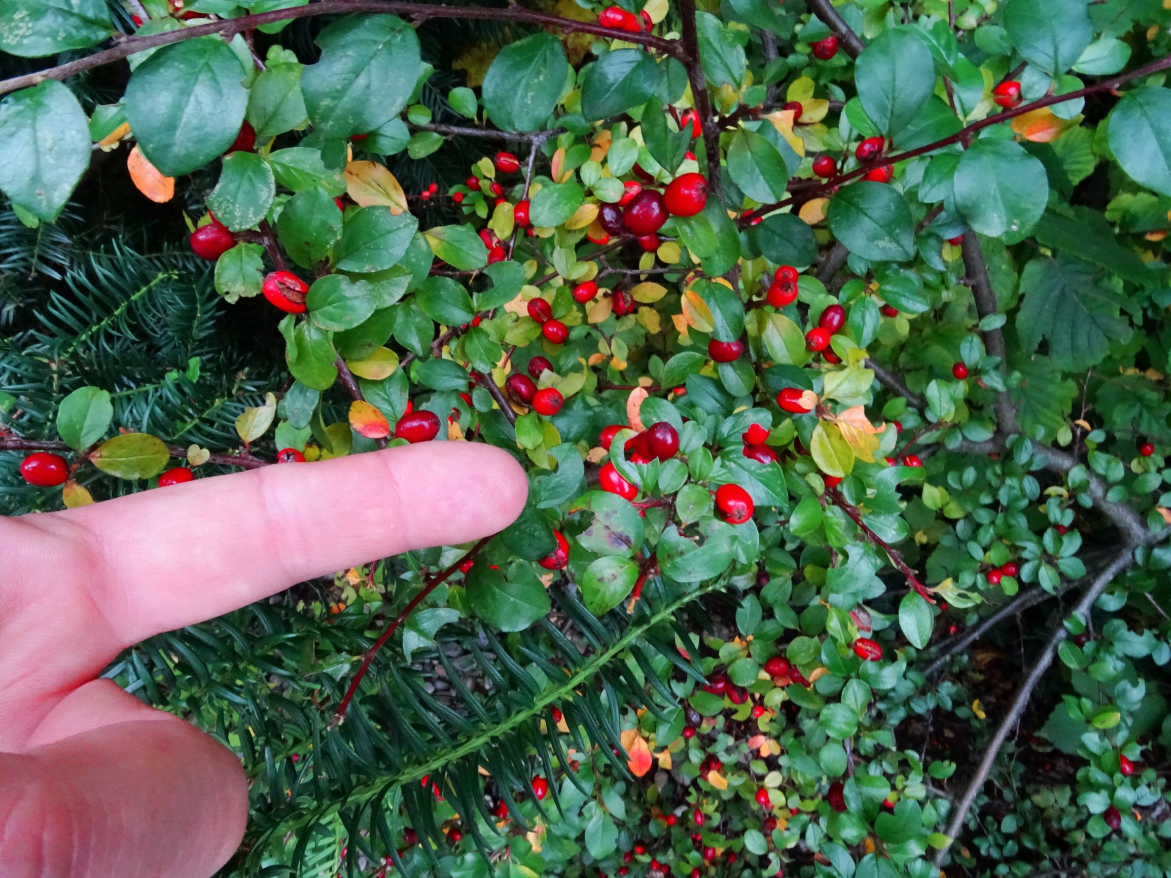 DSC02057 prell-SO cotoneaster divaricatus.JPG