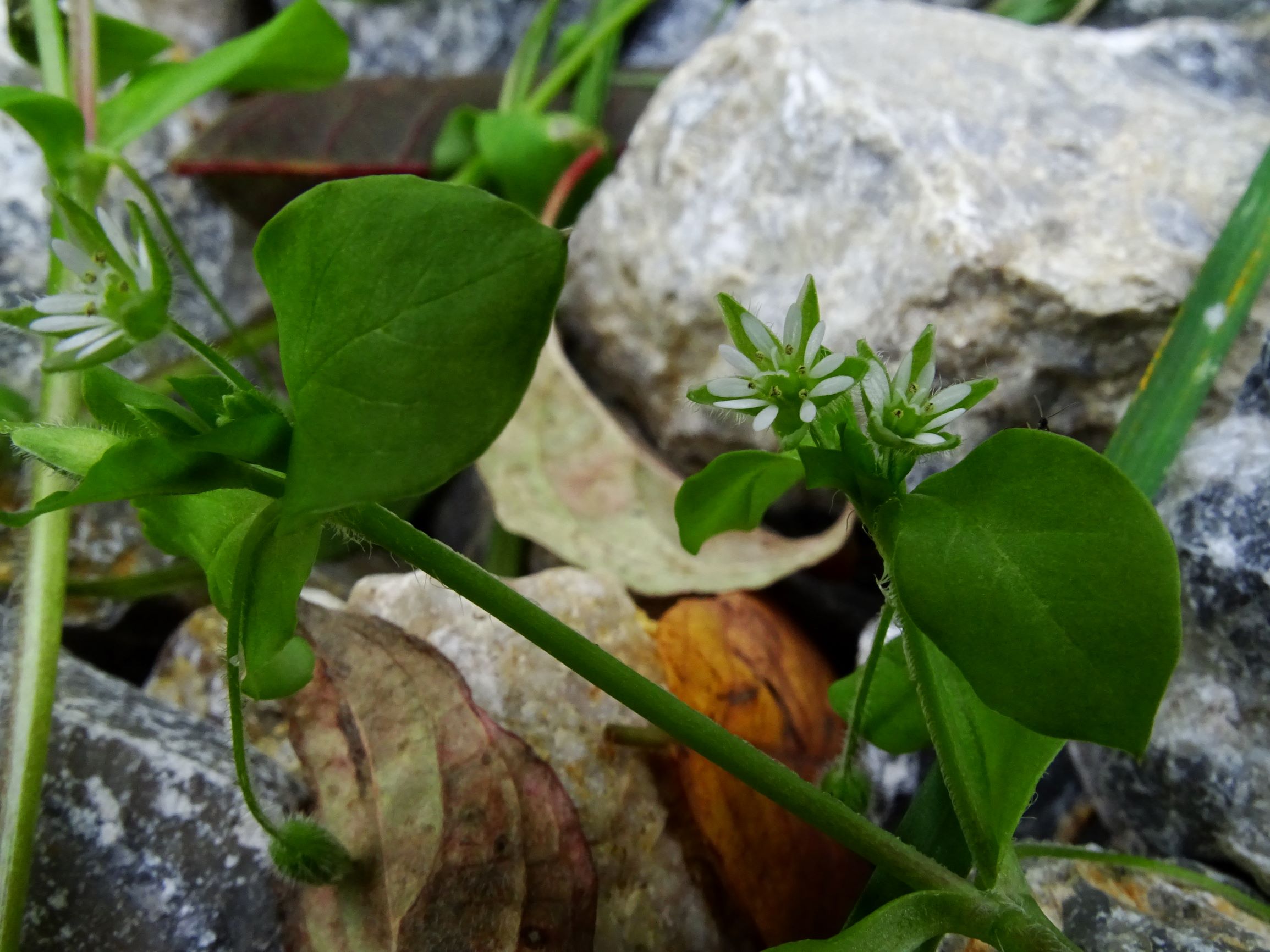 DSC02062 prell-SO stellaria ruderalis, hier je 1-7 stamina.JPG