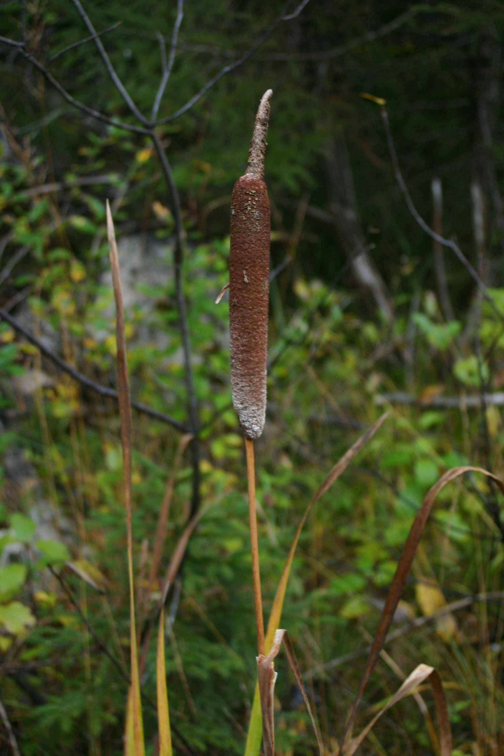 Typha_shuttleworthii_4_Gunst_Roßleithen_2006_10_12.jpg