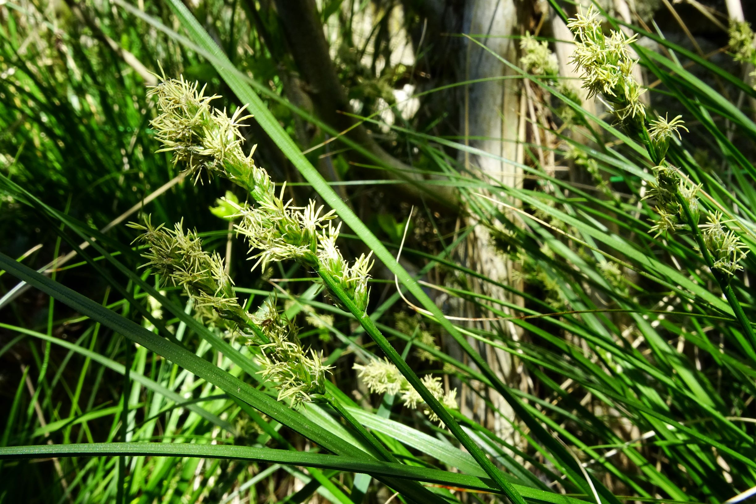 DSC00672 carex polyphylla, prellenkirchen.mitte, 2020-04-26.JPG