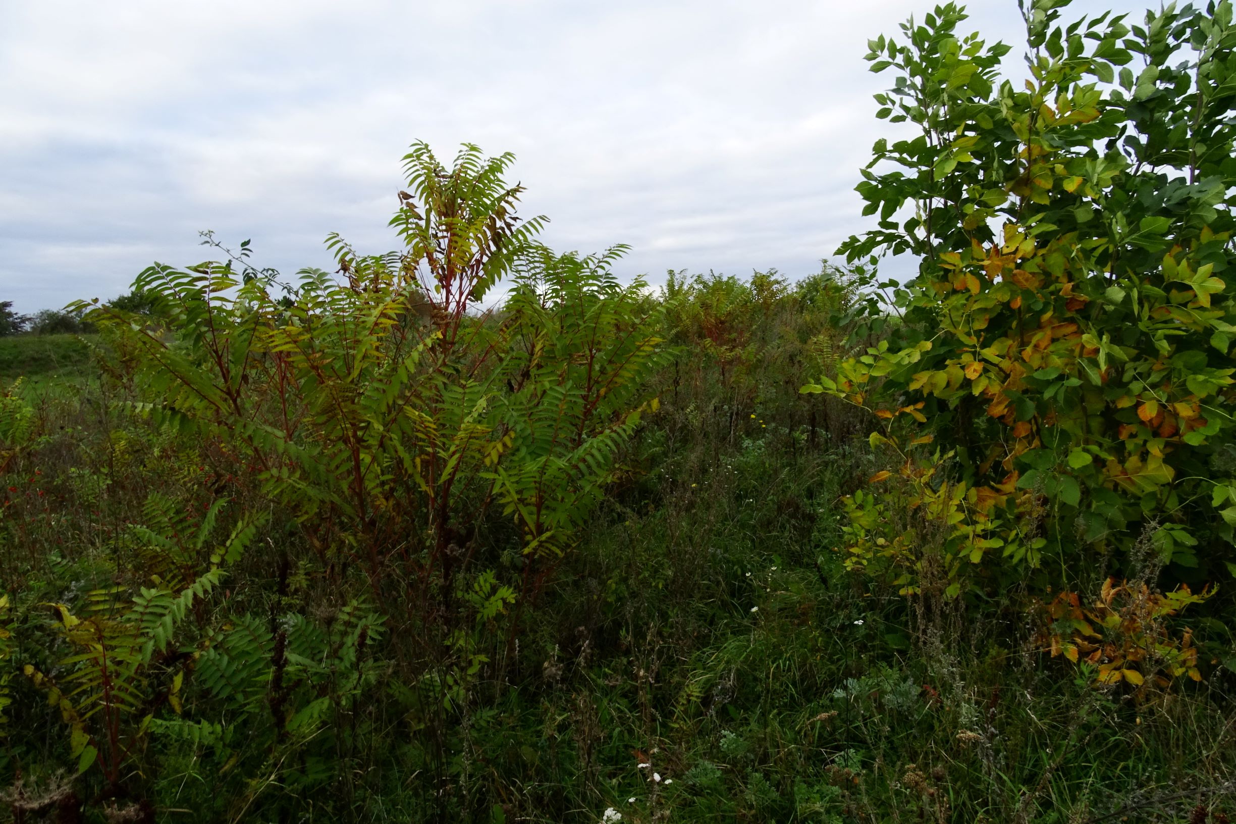 DSC02109 prell-SO, 2020-10-18, fraxinus cf. angustifolia.JPG