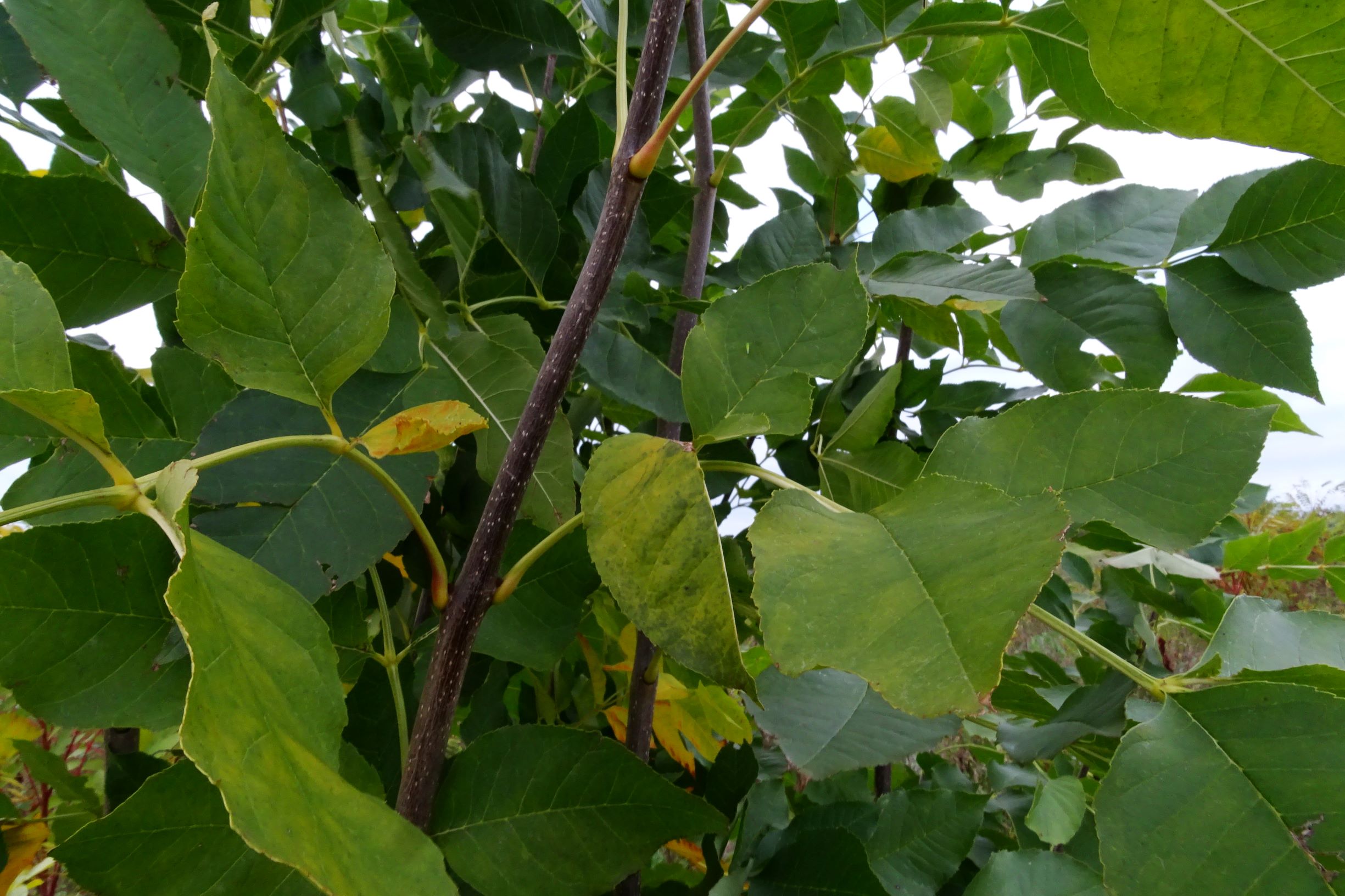 DSC02113 prell-SO, 2020-10-18, fraxinus cf. angustifolia.JPG