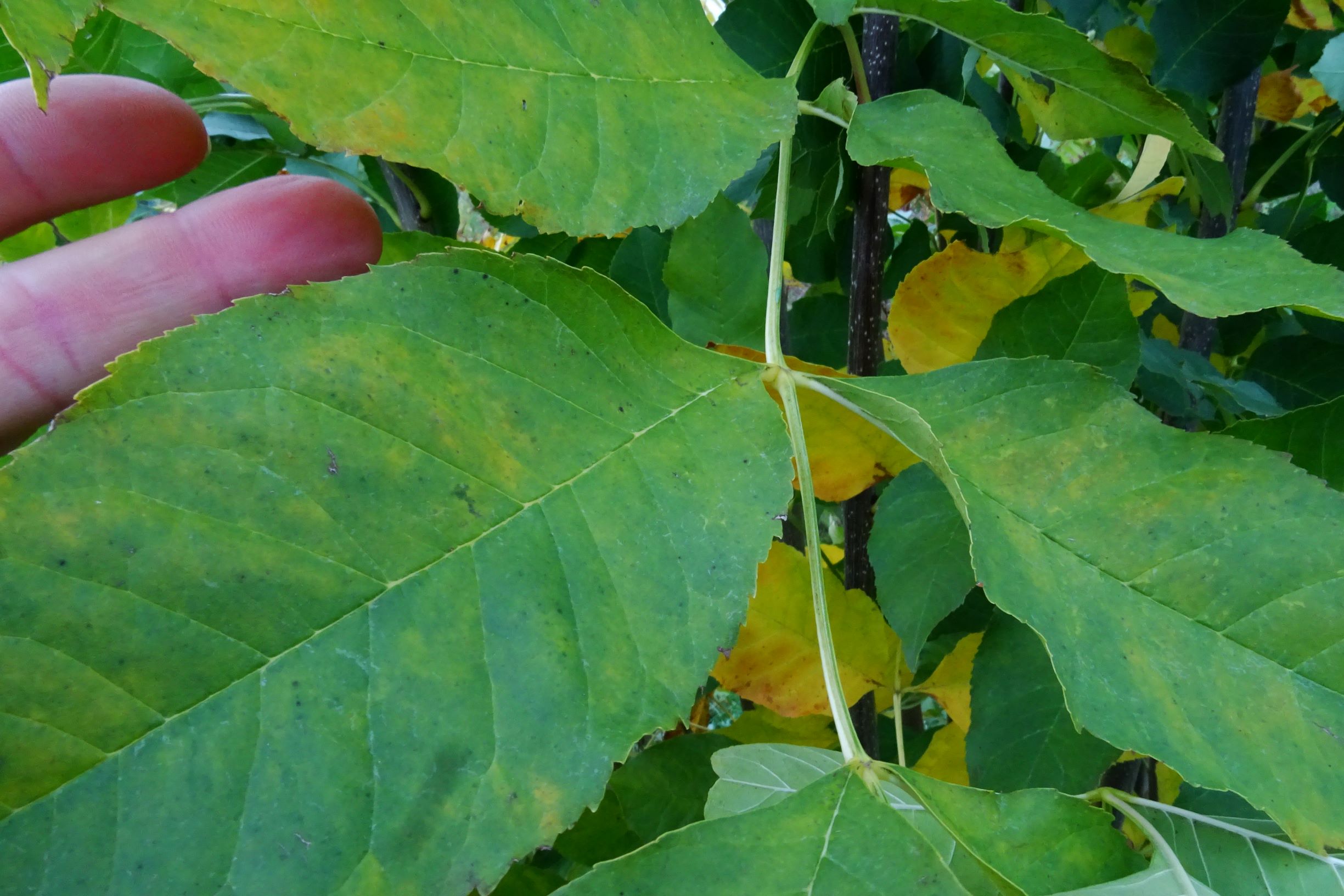 DSC02114 prell-SO, 2020-10-18, fraxinus cf. angustifolia.JPG