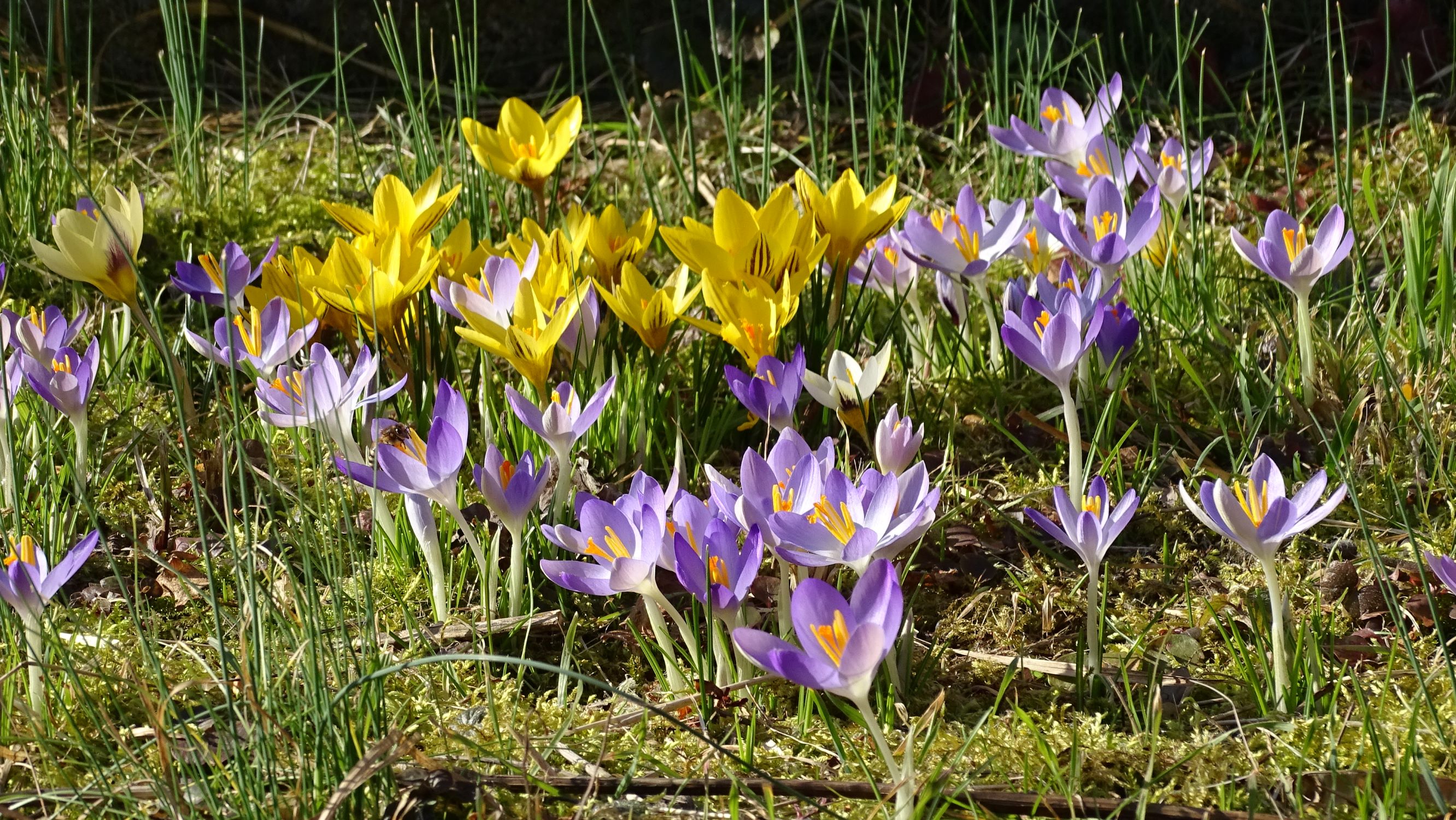 DSC01219 prell-mitte, 2020-02-15, crocus tommasinianus, crocus sp. div., allium vineale.JPG