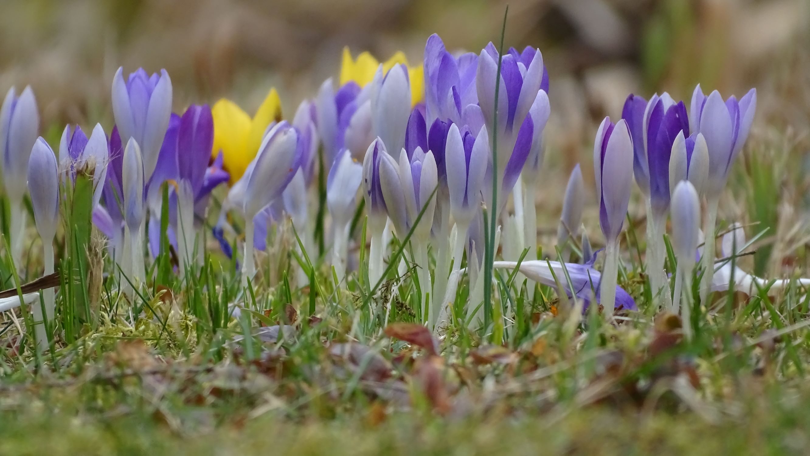 DSC01367 prell-mitte, 2020-02-19, crocus tommasinianus etc.JPG