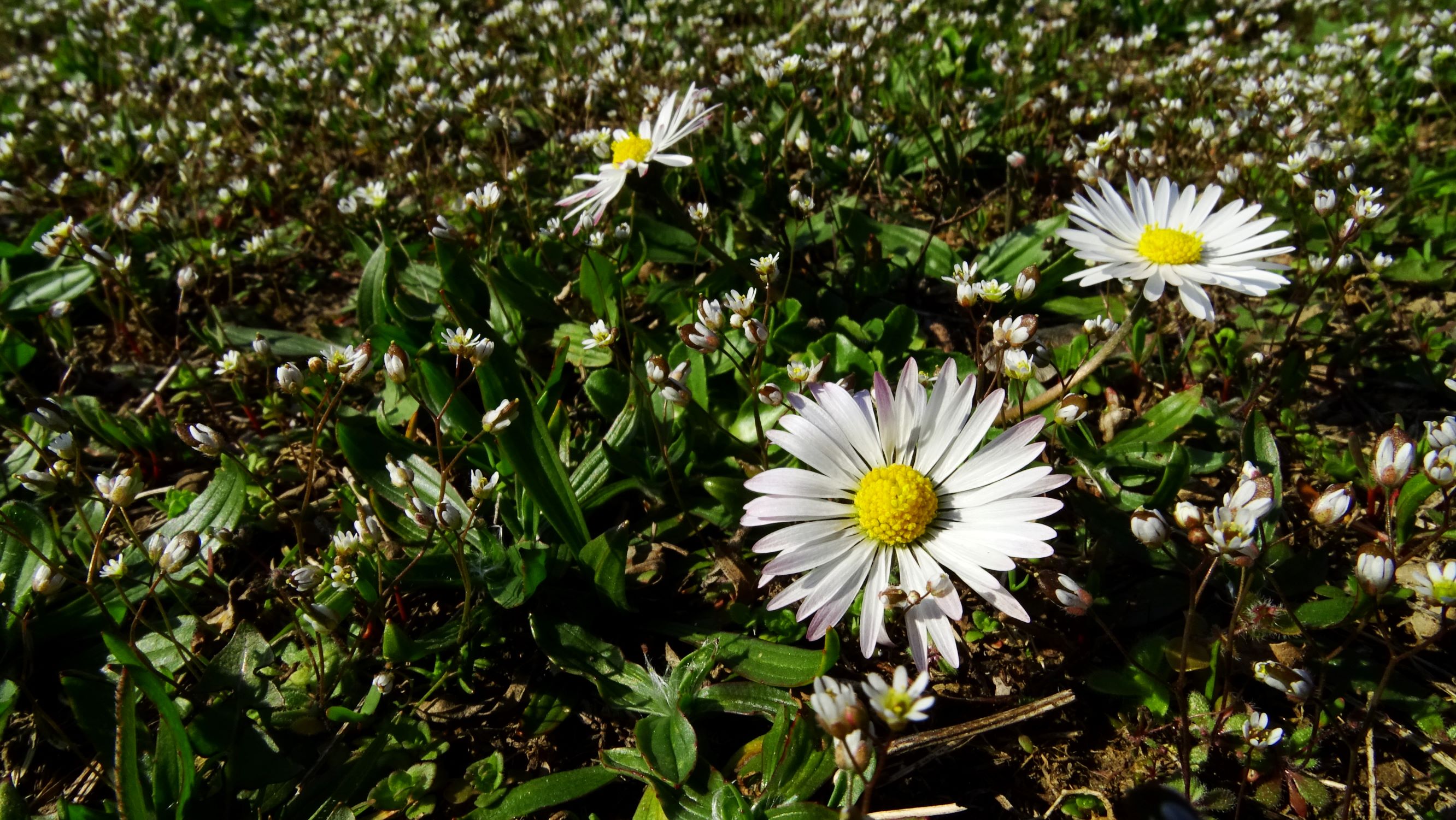 DSC04295 prell-mitte, 2020-03-20, draba verna agg., bellis perennis, plantago lanceolata.JPG