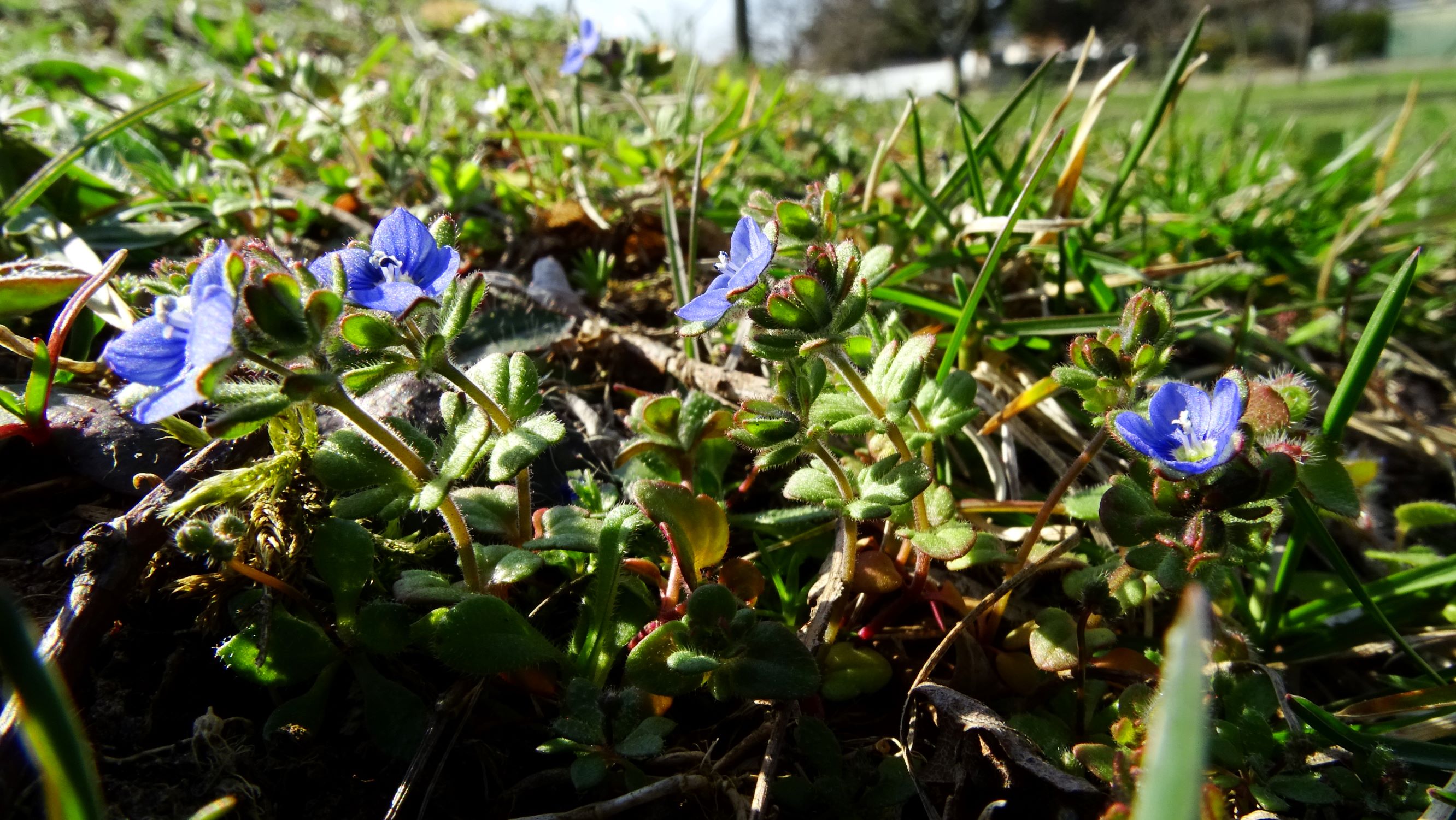 DSC04297 prell-mitte, 2020-03-20, veronica triphyllos.JPG