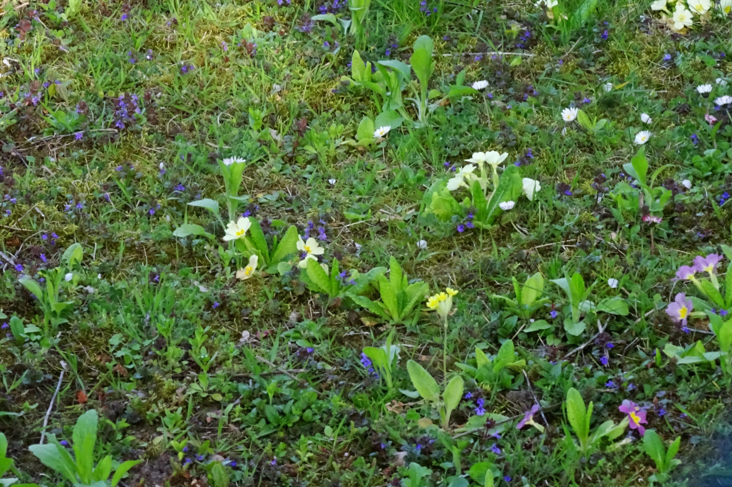 DSC08082 prell-mitte-ONO, 2020-04-16, primula vulgaris, p. veris etc.JPG