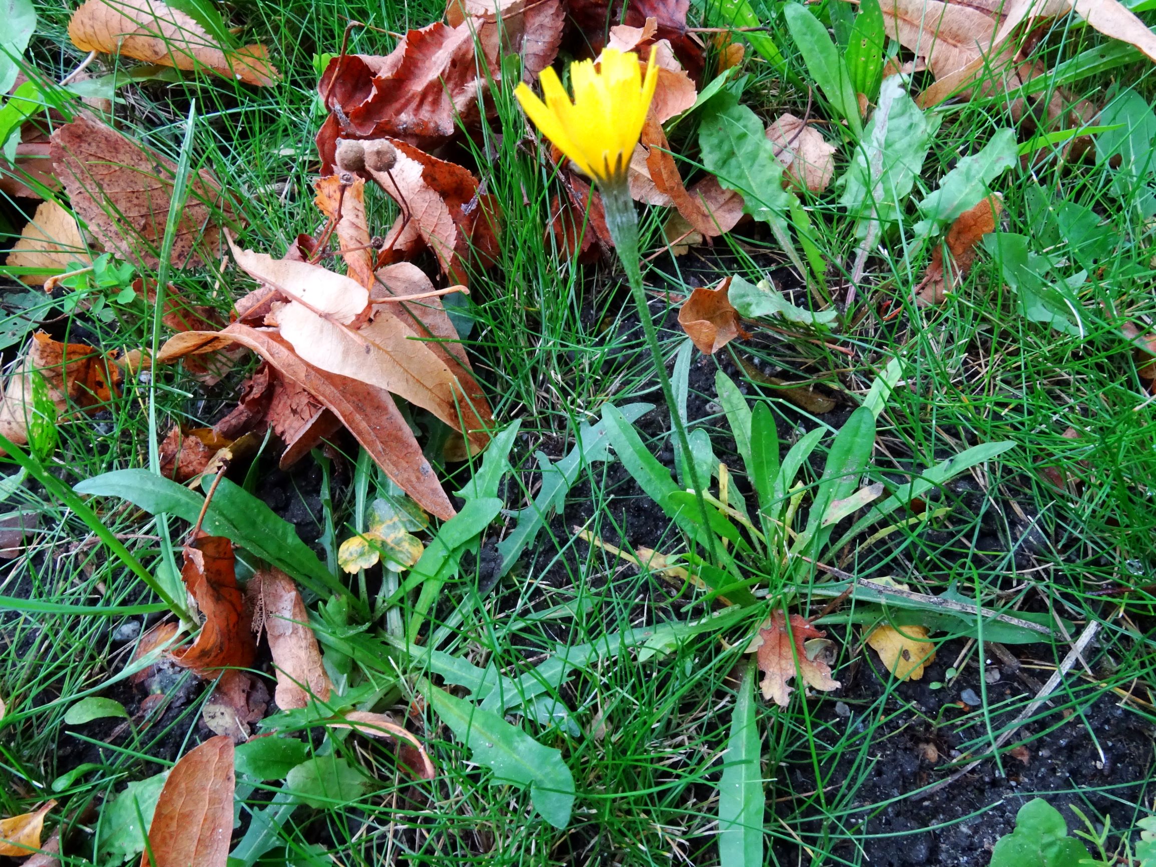 DSC02413 prell-WNW scorzonera autumnalis.JPG