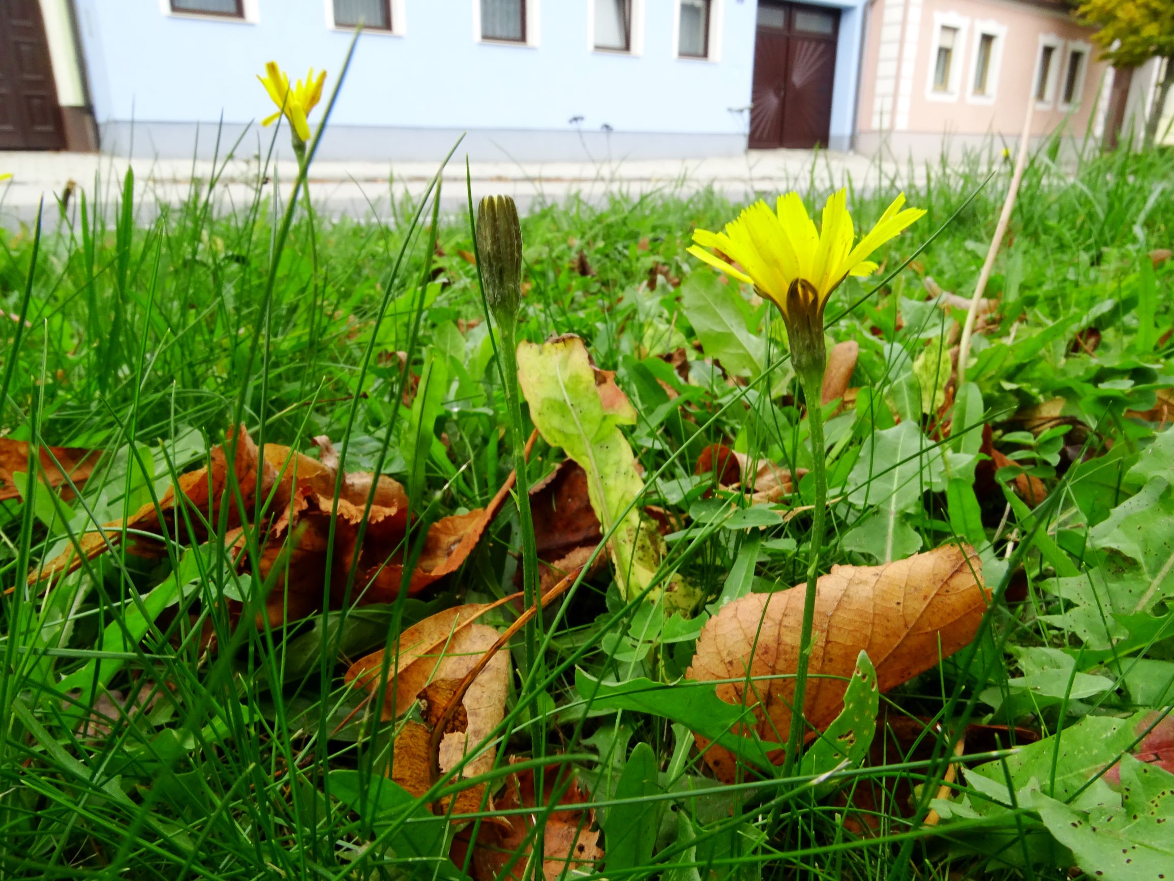 DSC02423 prell-WNW scorzonera autumnalis.JPG