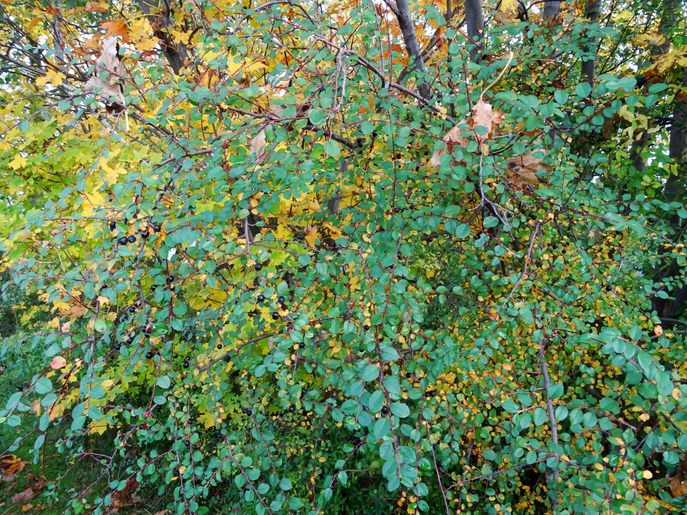 DSC02488 prell-W cotoneaster nitens etc.JPG