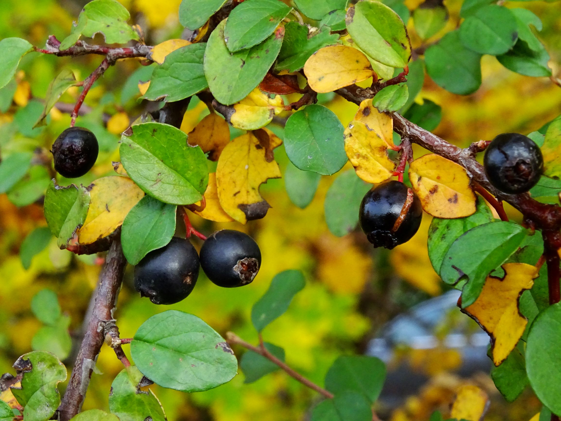 DSC02492 prell-W cotoneaster nitens.JPG