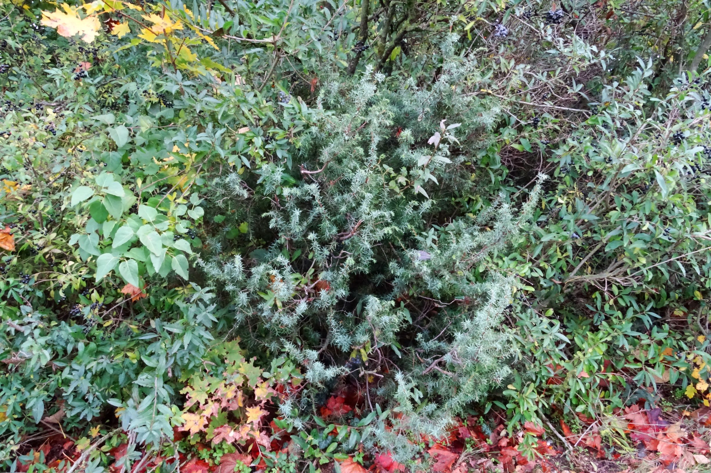 DSC02515 prell-WNW juniperus communis.JPG
