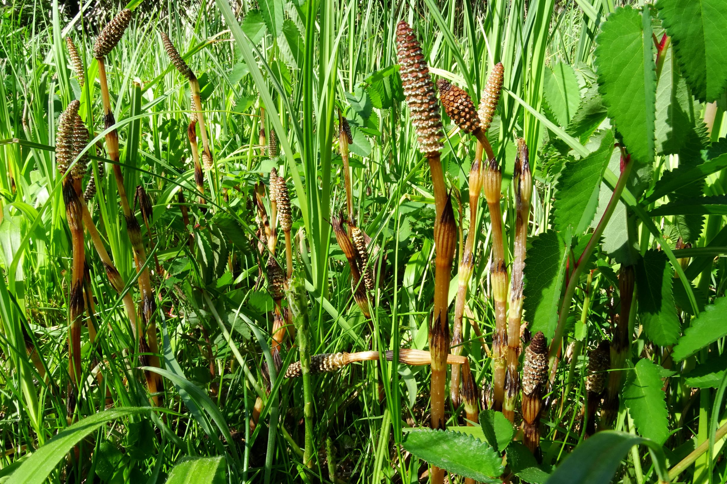 DSC00680 prell-mitte, gartenteichufer, 2020-04-26, equisetum arvense, sanguisorba officinalis (angesalbt+verwildert).JPG