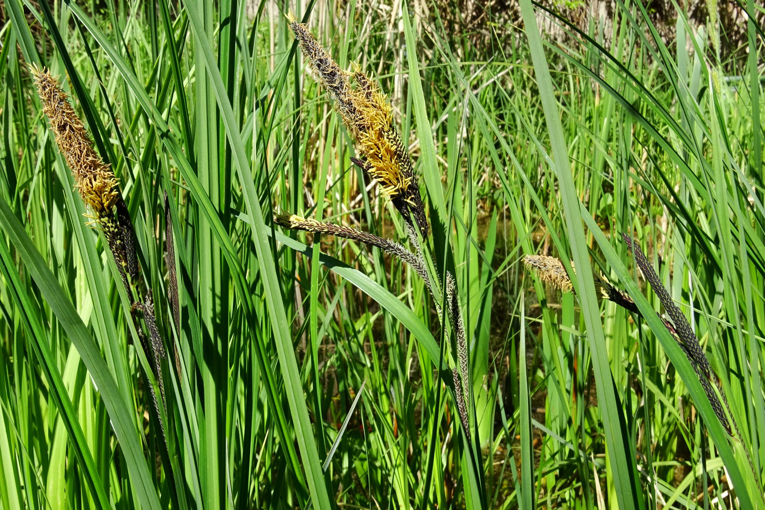 DSC00683 prell-mitte, gartenteichufer, 2020-04-26, carex acutiformis in mix mit riparia (ohne blüten).JPG