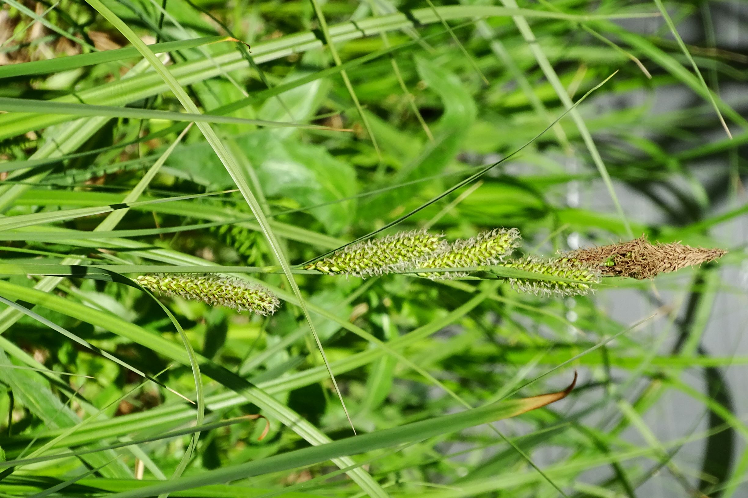 DSC00689 prell-mitte, gartenteichufer, 2020-04-26, carex riparia.JPG