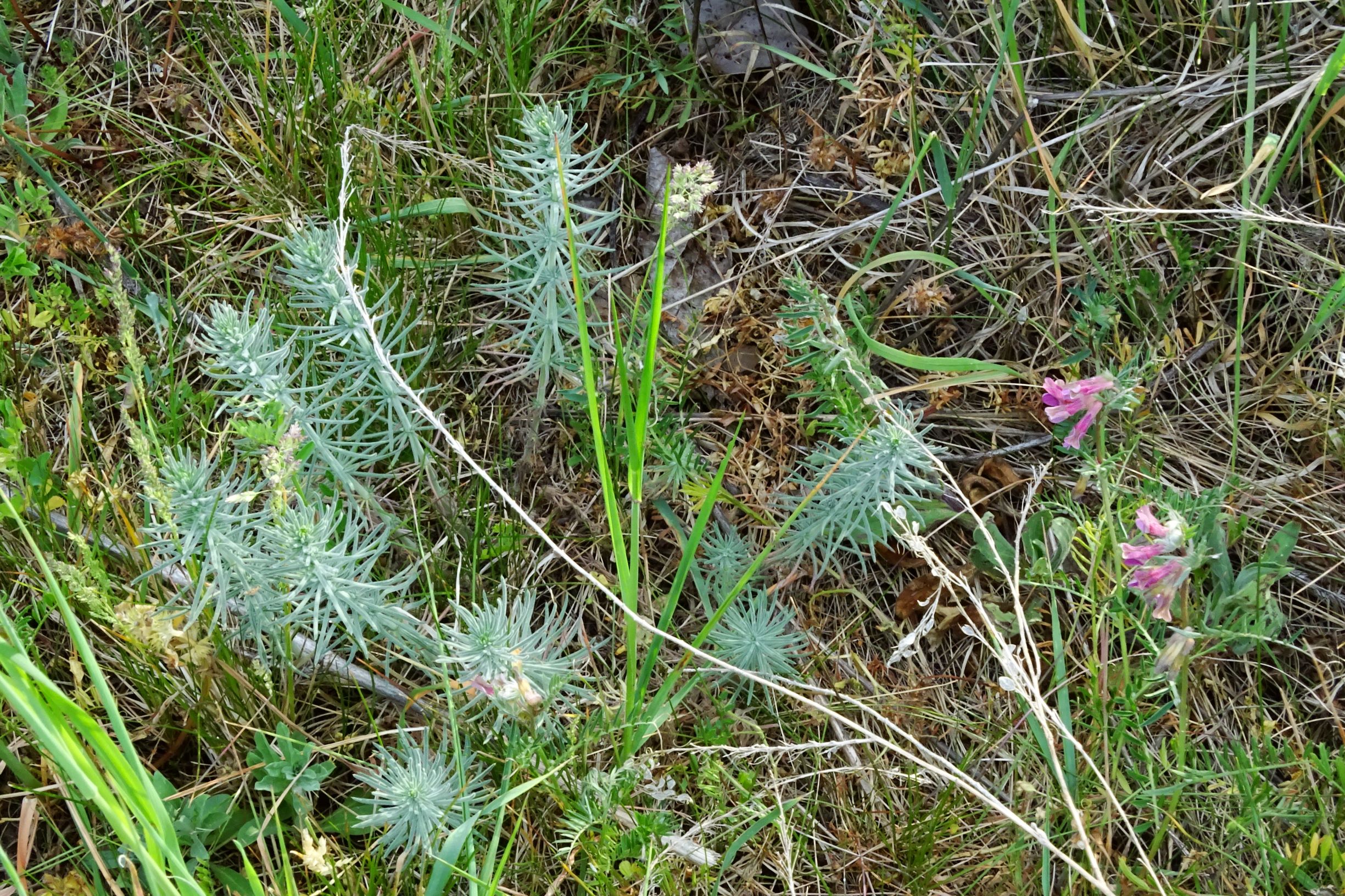 DSC03048 prell-mitte galium verum, vicia pannonica striata etc.JPG