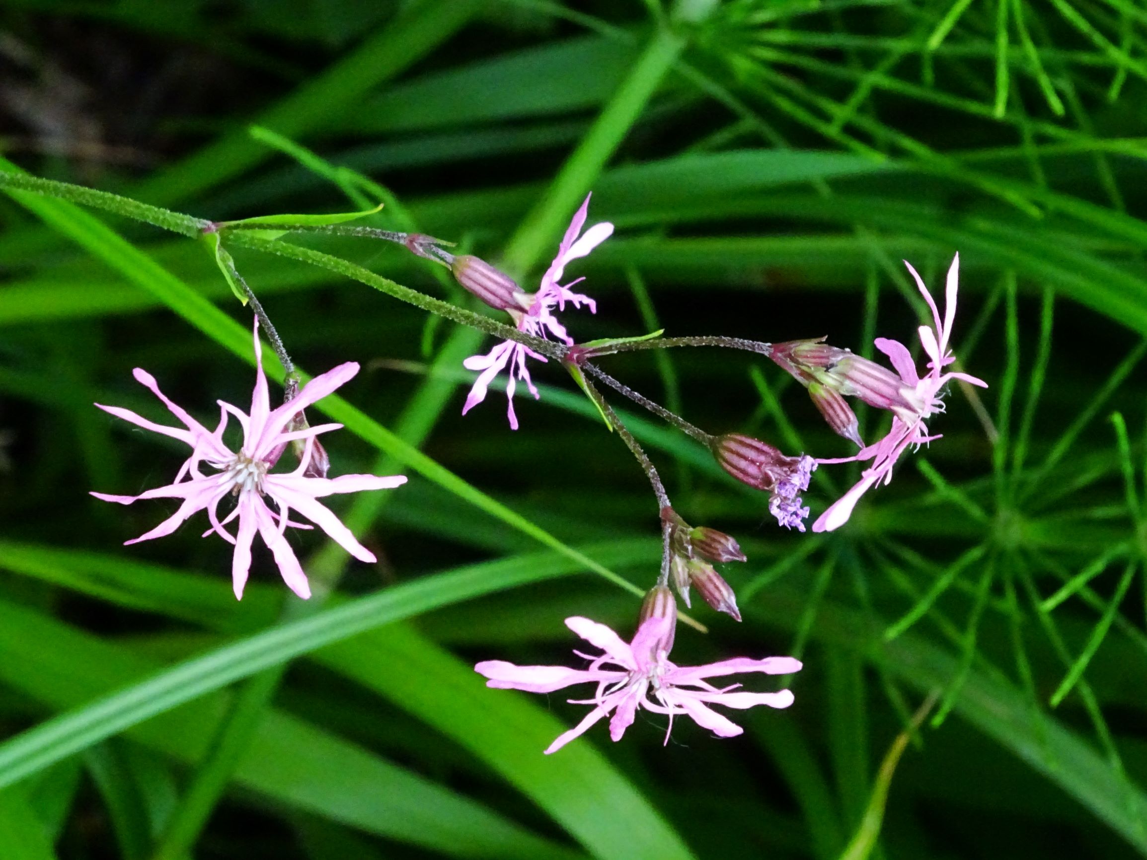 DSC07648 prell-mitte lychnis flos-cuculi.JPG