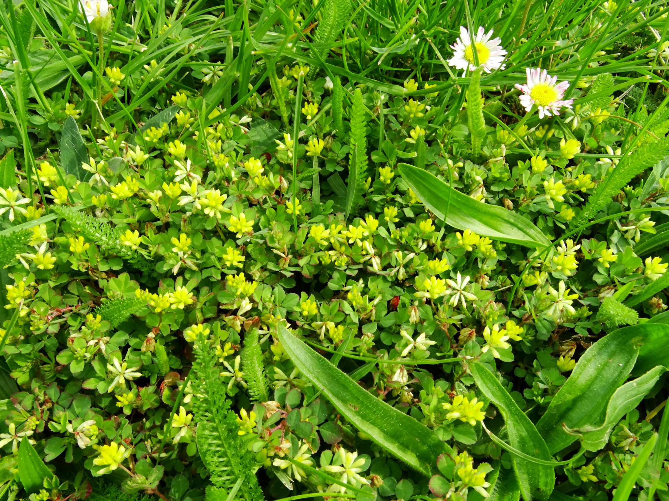 DSC09791 prellenkirchen-mitte trifolium dubium etc.JPG