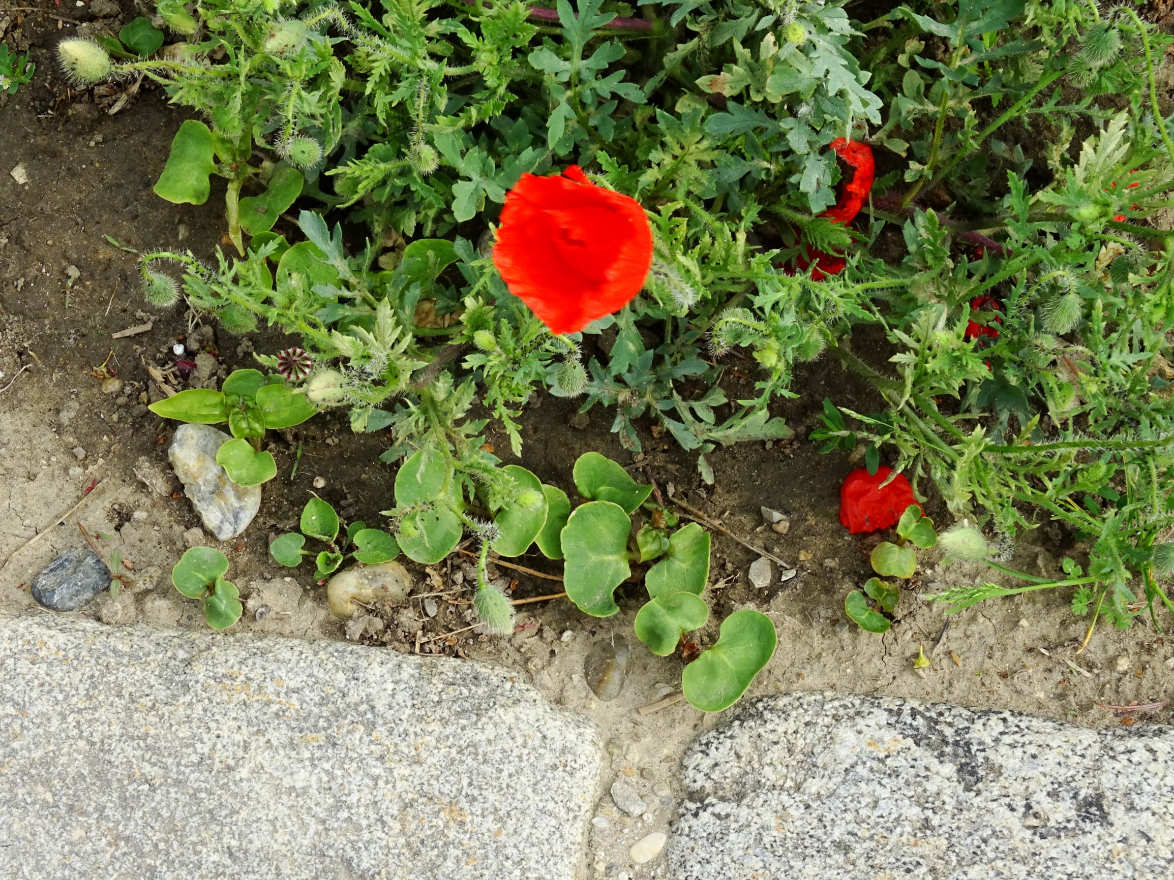 DSC09796 prell-mitte papaver rhoeas, mirabilis jalapa-sämlinge.JPG