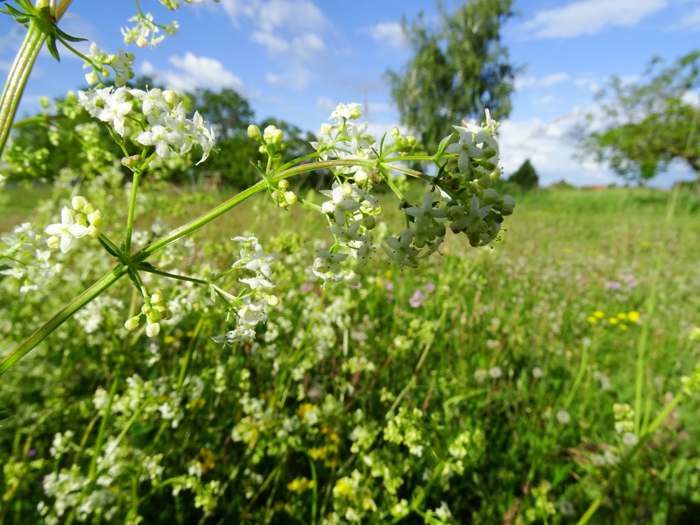 DSC00404 prell-mitte galium album.JPG