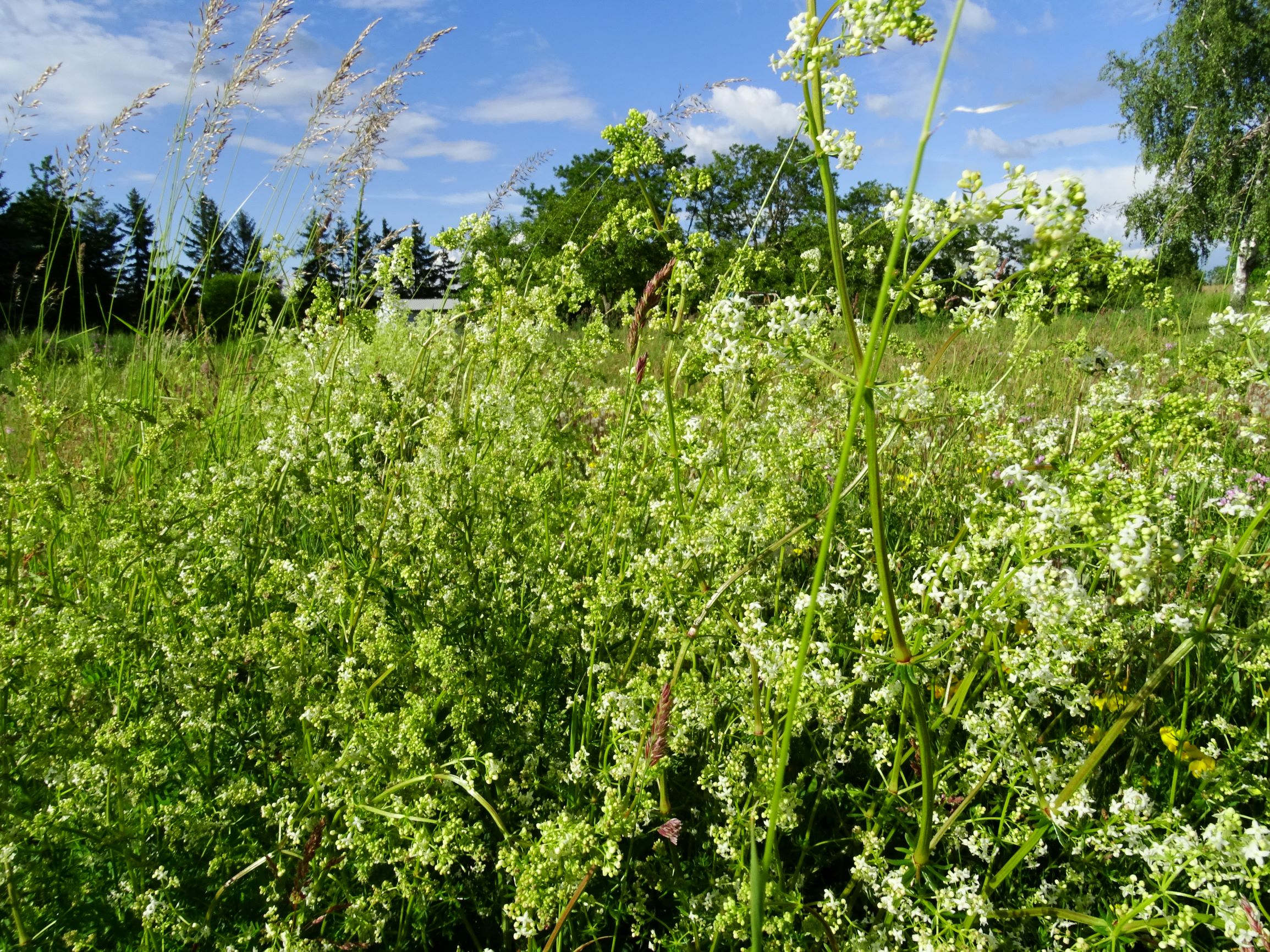 DSC00407 prell-mitte galium album.JPG