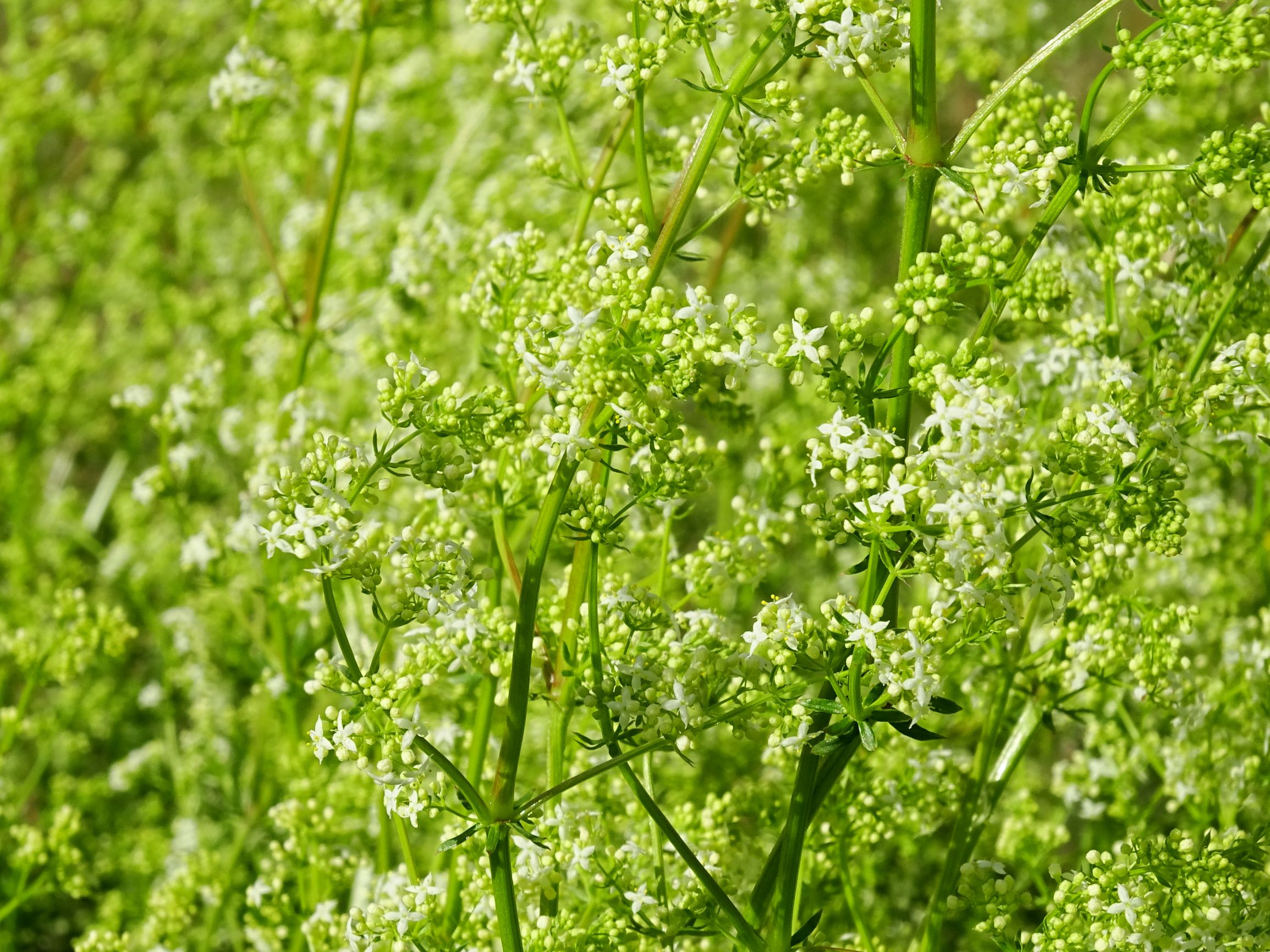 DSC00415 prell-mitte galium album.JPG