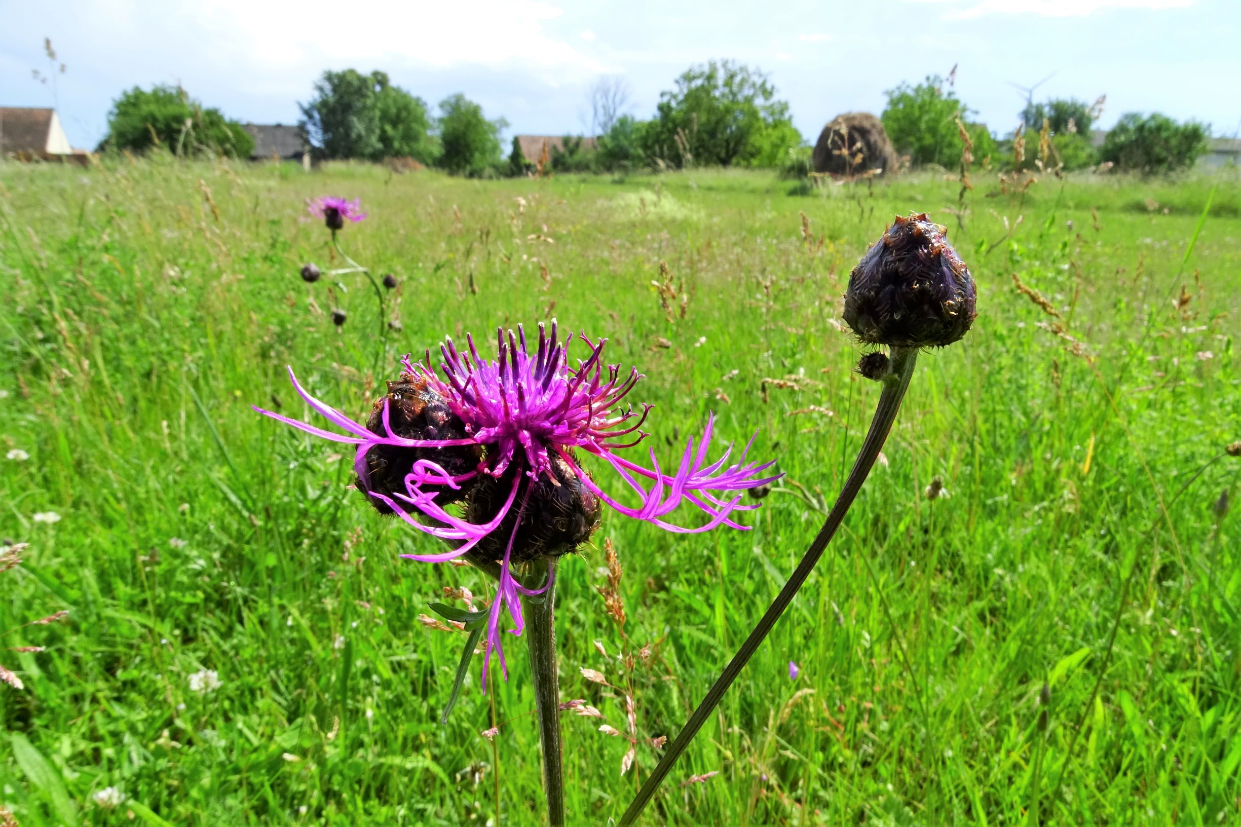 DSC00753 prell-mitte centaurea scabiosa.JPG