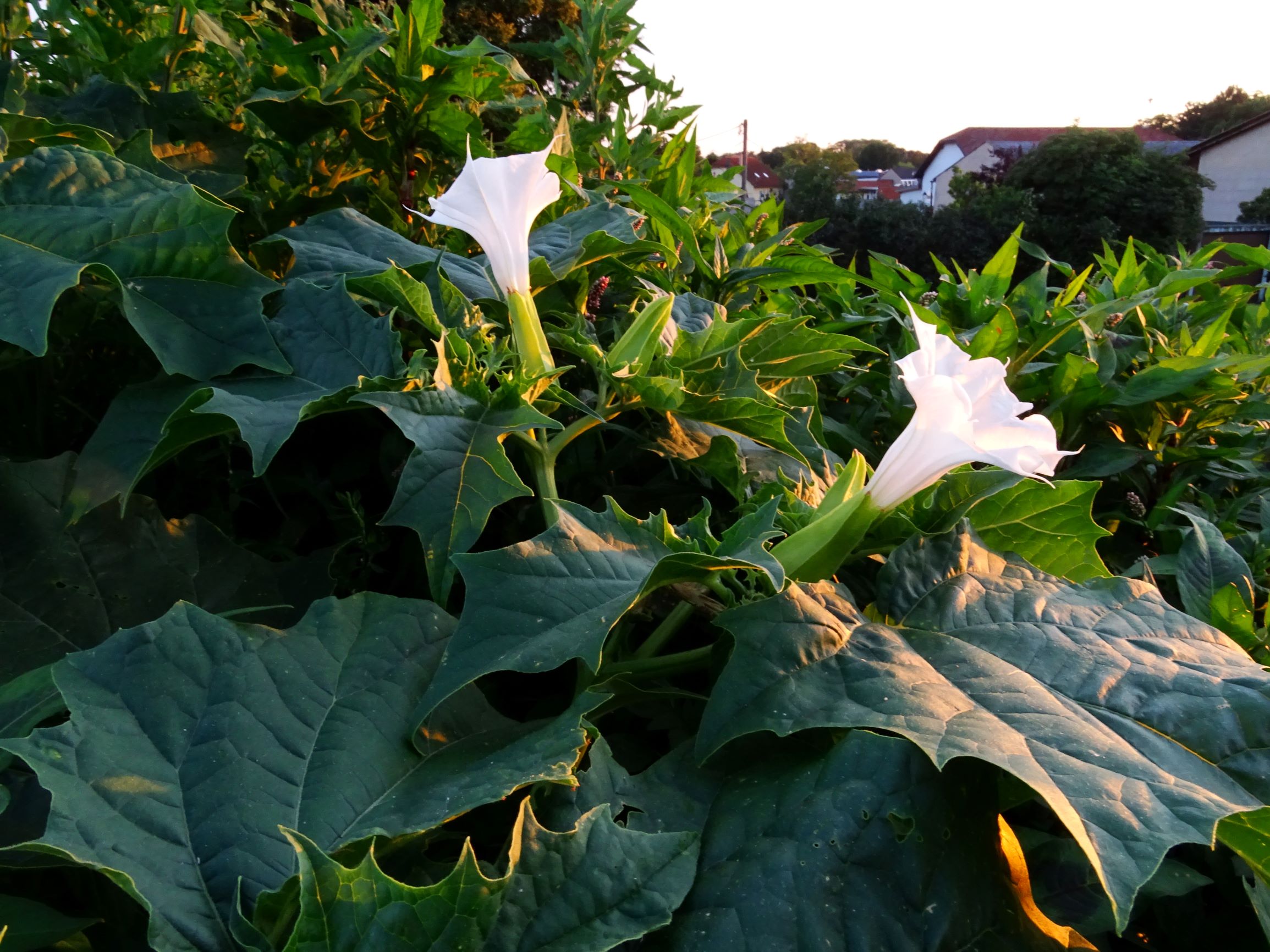 DSC06011 prell-mitte-OSO datura stramonium.JPG