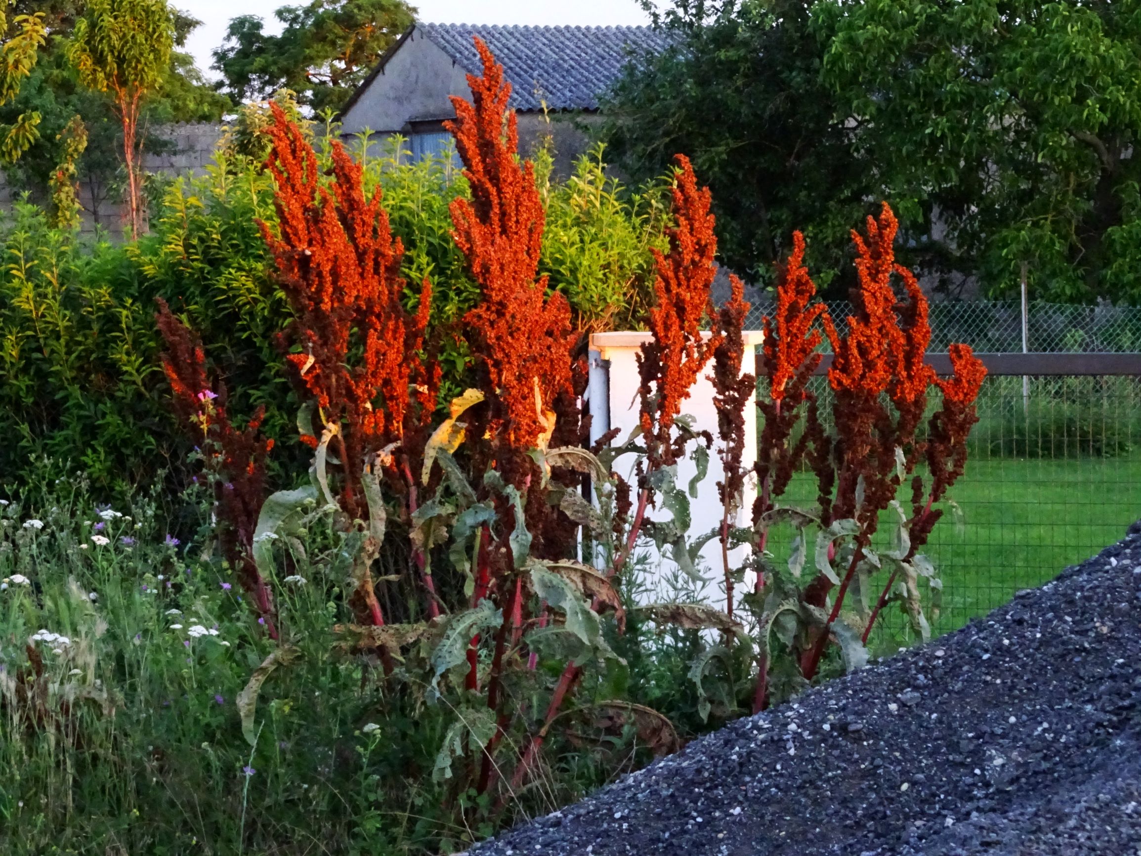 DSC06017 prell-mitte-OSO rumex patientia im abendlicht.JPG