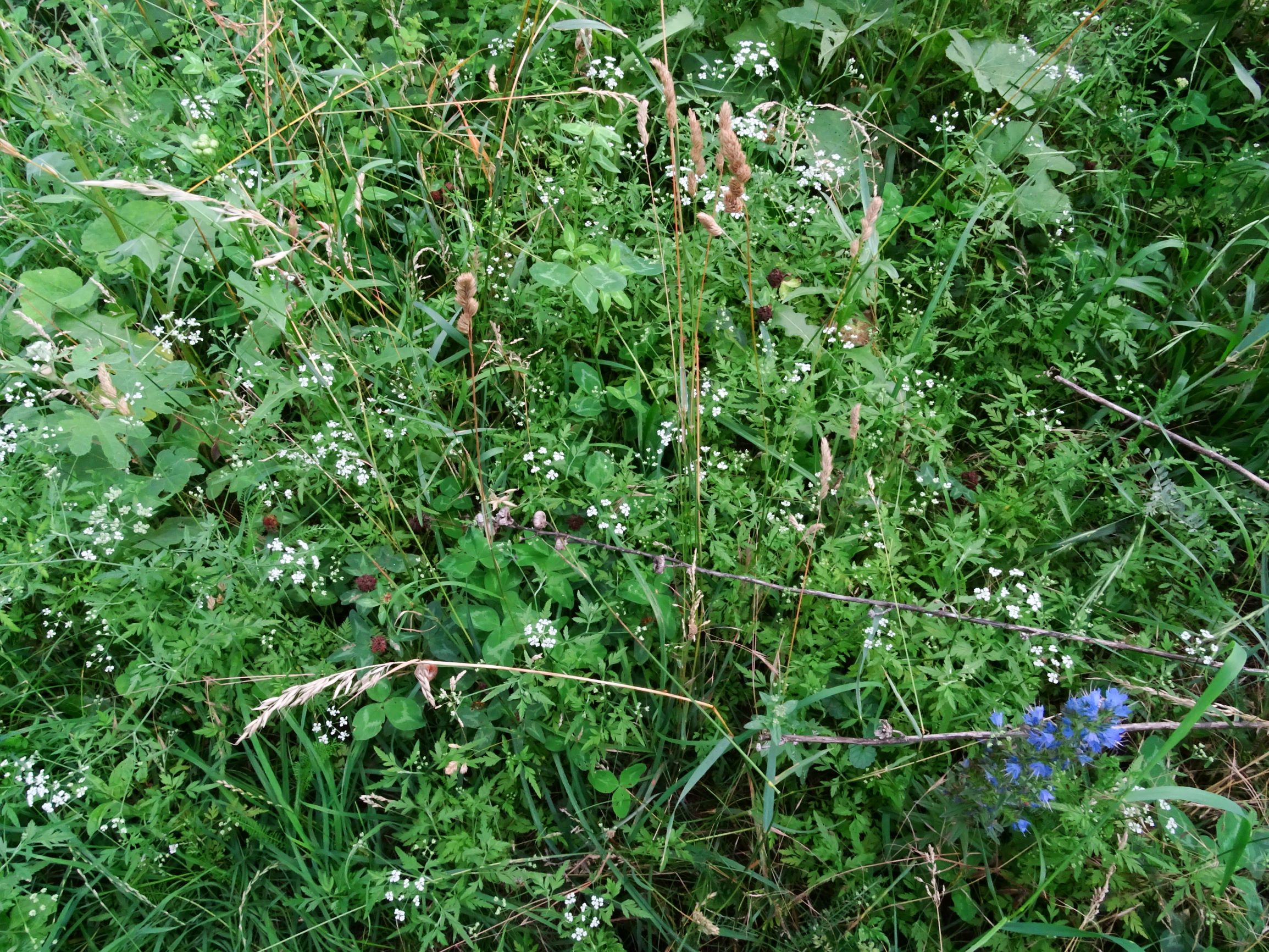 DSC06101 prell-mitte torilis arvensis etc. semiruderal im eigenen garten.JPG