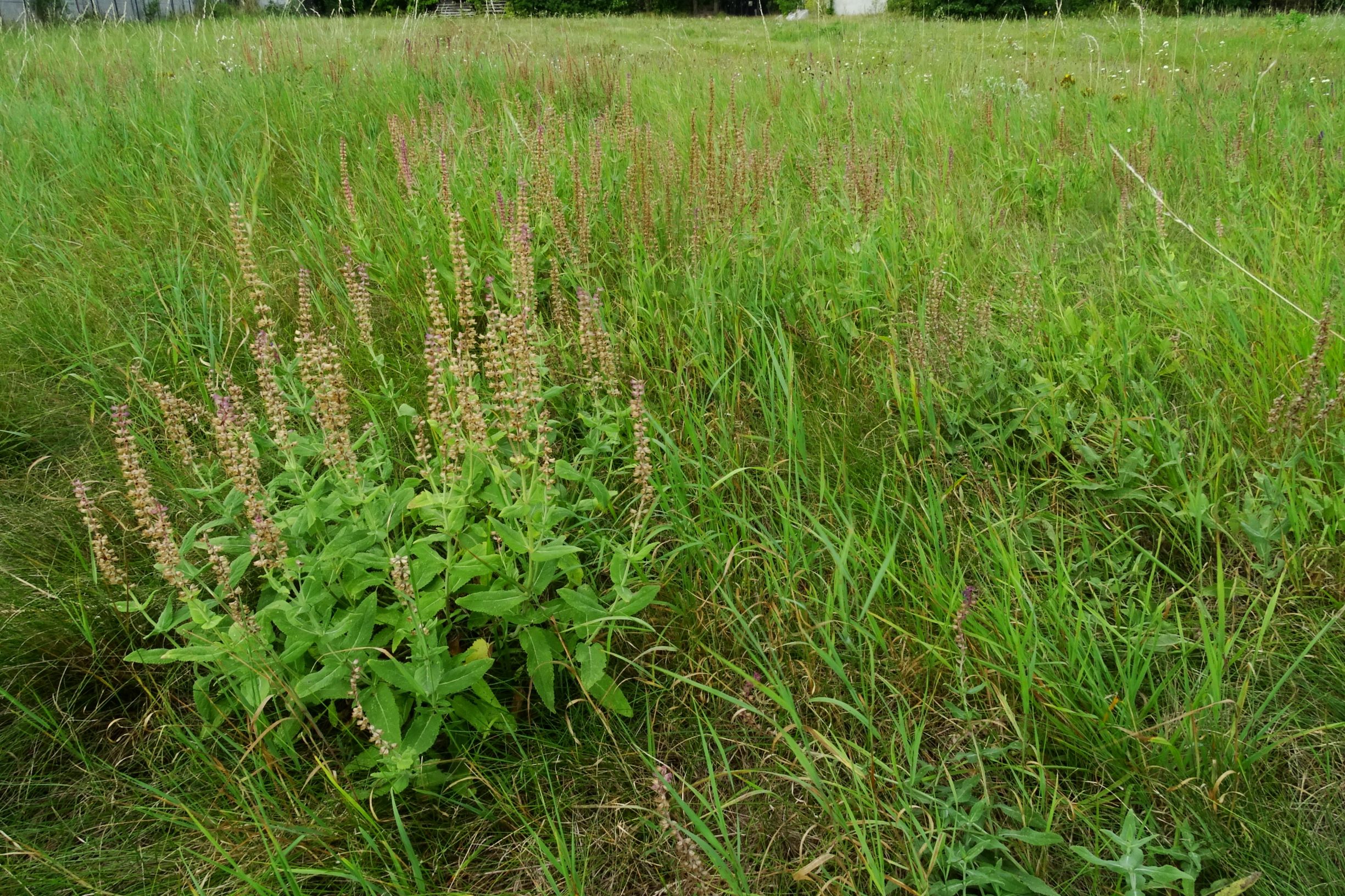 DSC02714 prell-NW salvia nemorosa.JPG