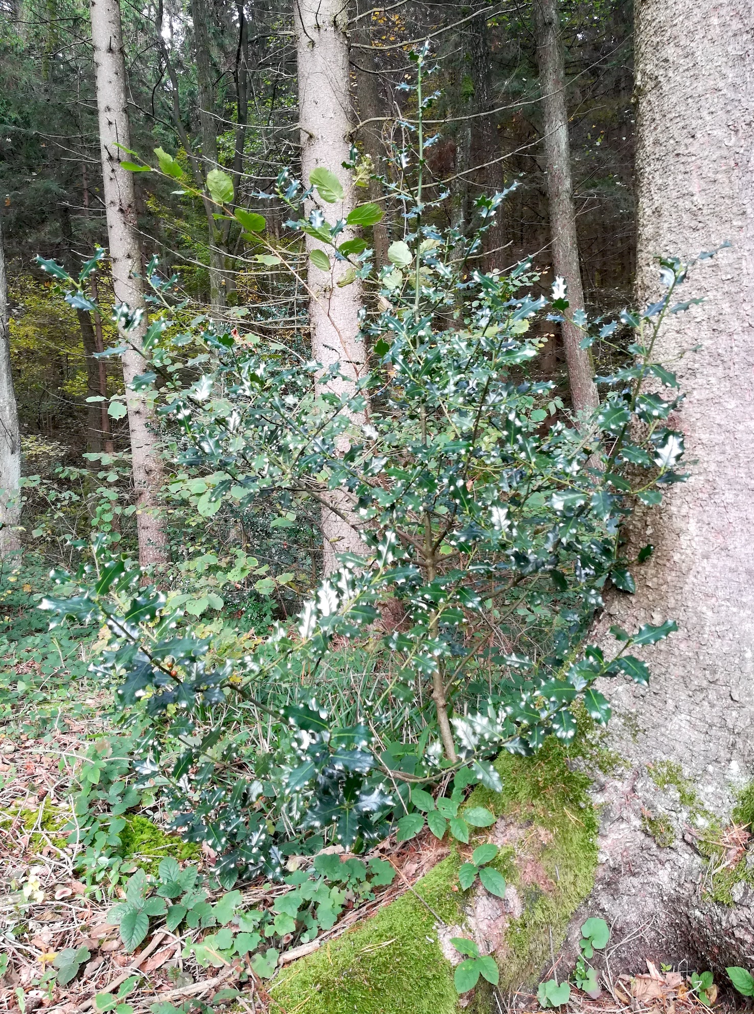 ilex aquifolium ex. 1 untertullnerbach großer wienerberg_20201026_105213.jpg