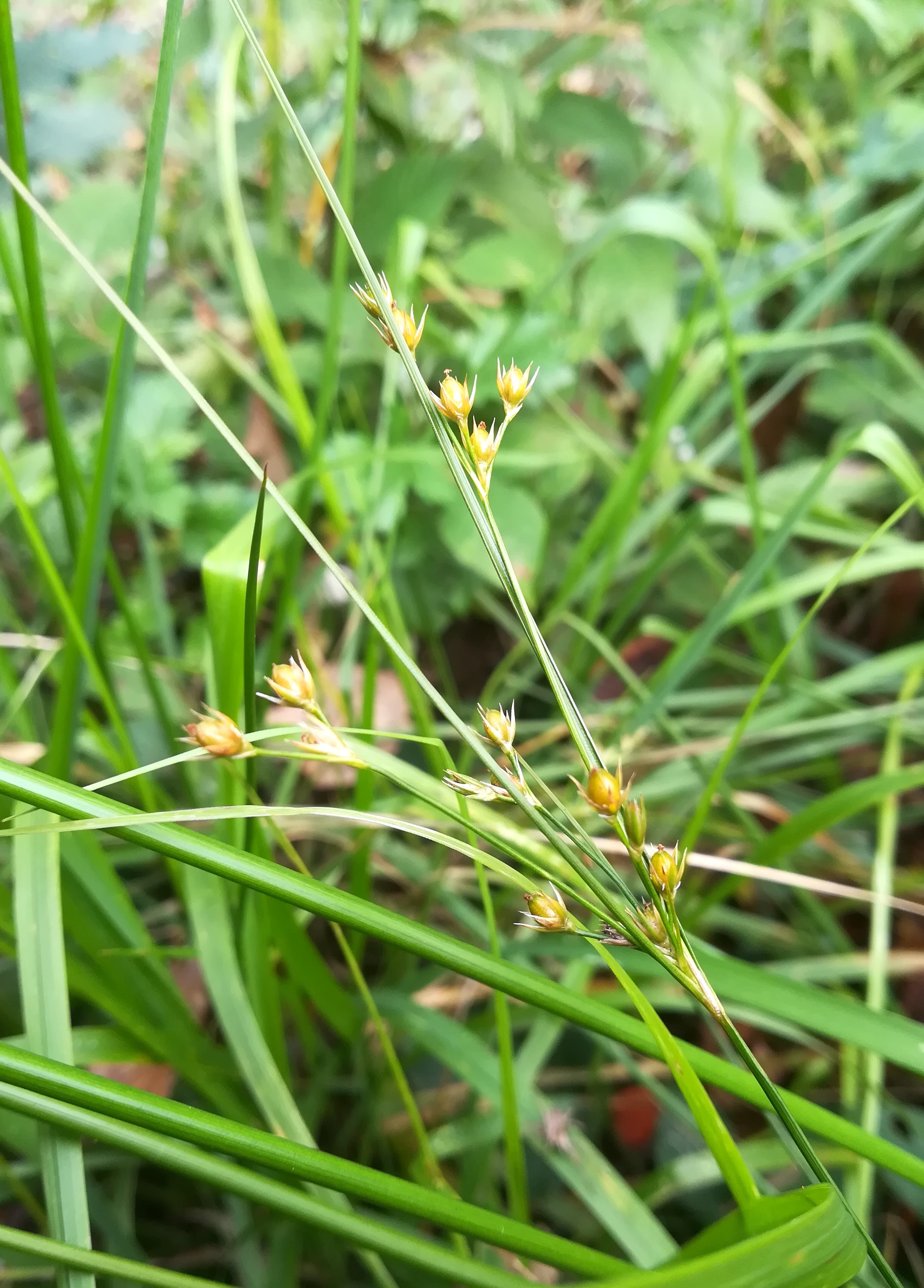 juncus bufonius untertullnerbach großer wienerberg_20201026_114349.jpg